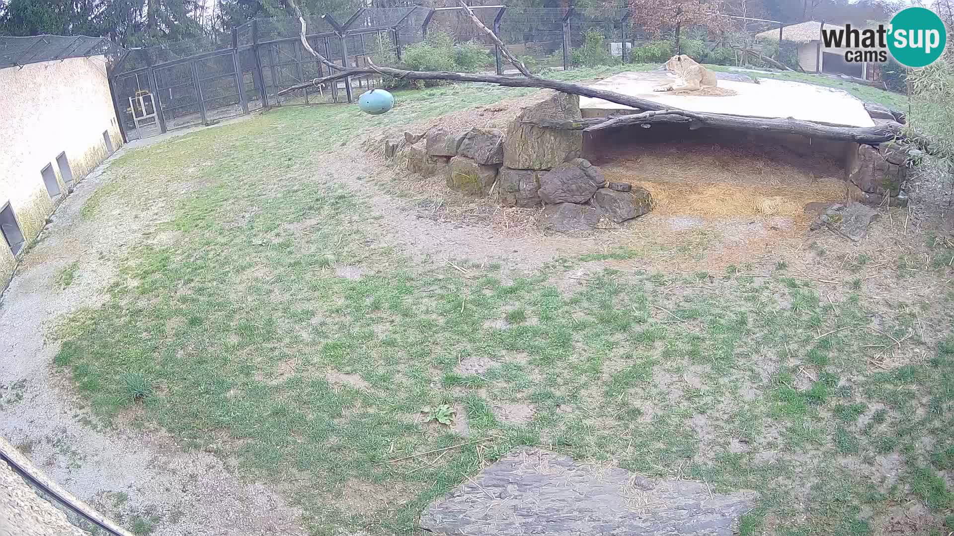 Löwe live Webcam im Zoo von Ljubljana – Slowenien