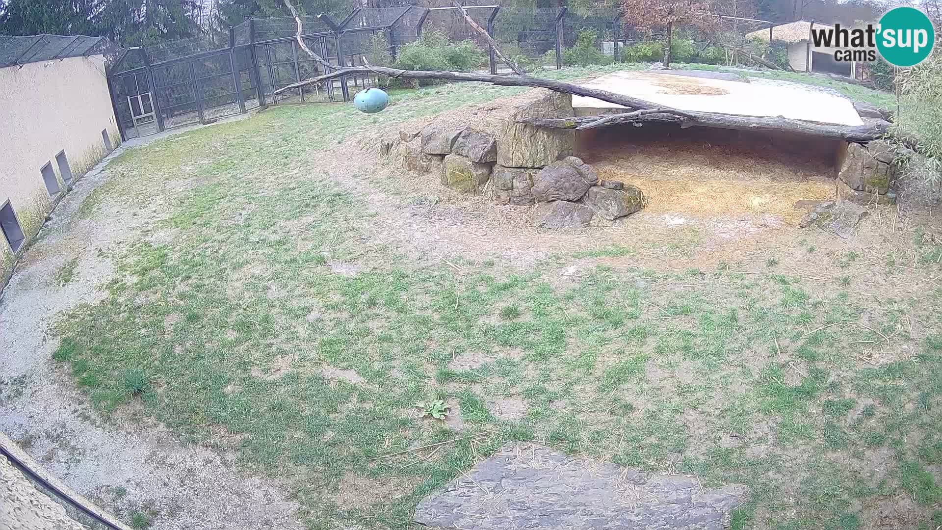 LION webcam en direct du zoo de Ljubljana – Slovénie