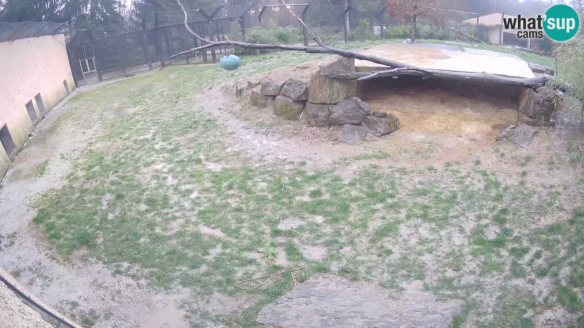 Löwe live Webcam im Zoo von Ljubljana – Slowenien