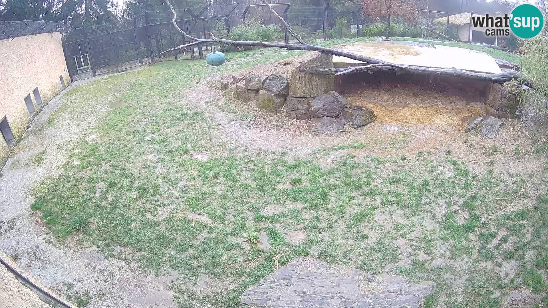 LEONE live Webcam nello zoo di Lubiana – Slovenia