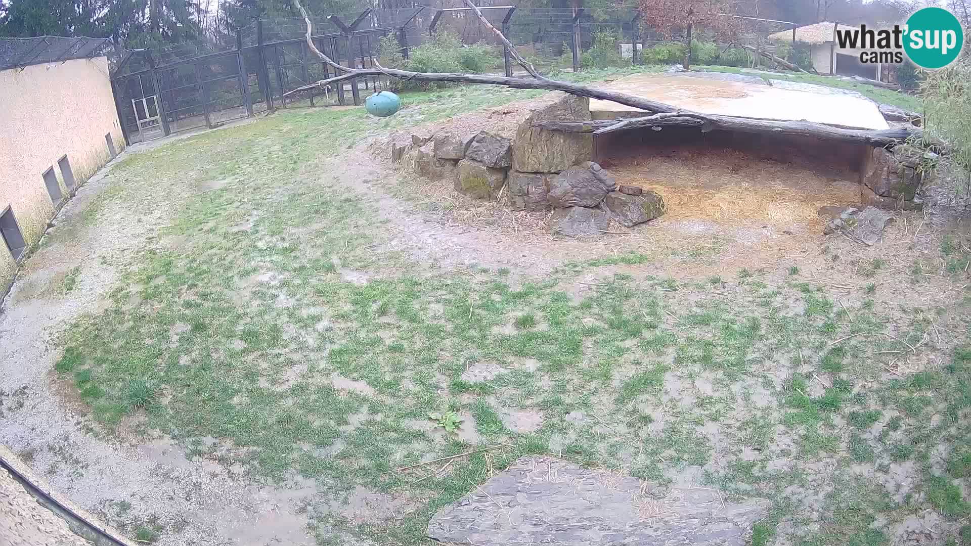 LEON Webcam en vivo en Ljubljana Zoo – Eslovenia