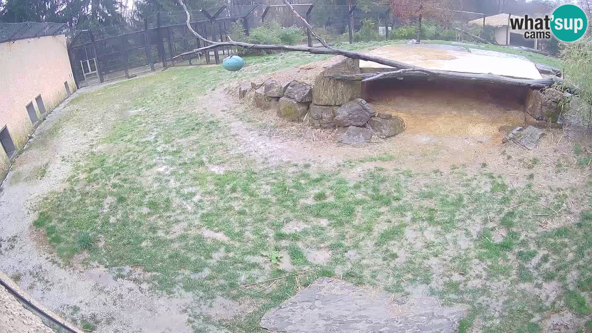 LEONE live Webcam nello zoo di Lubiana – Slovenia