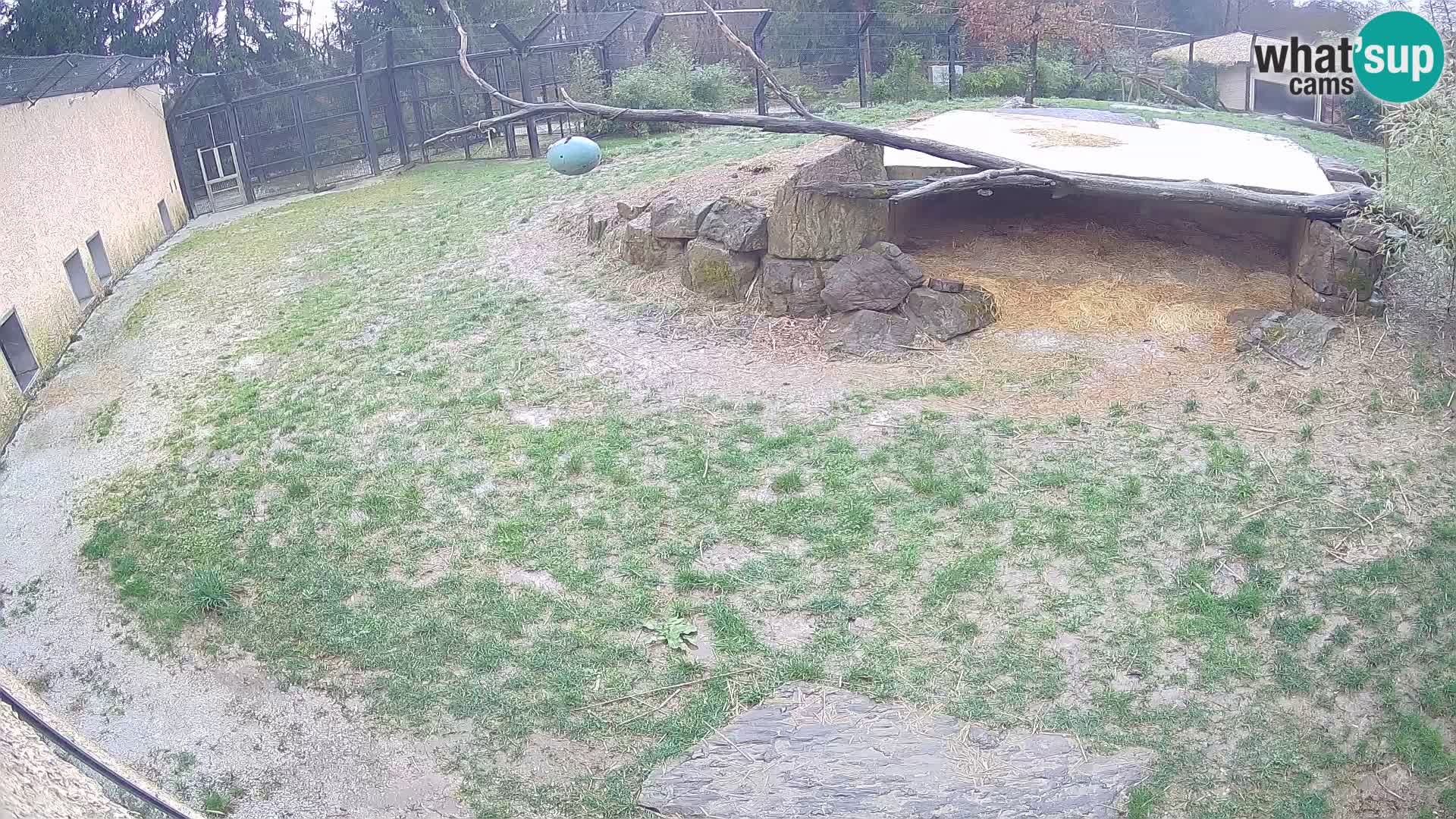 Löwe live Webcam im Zoo von Ljubljana – Slowenien