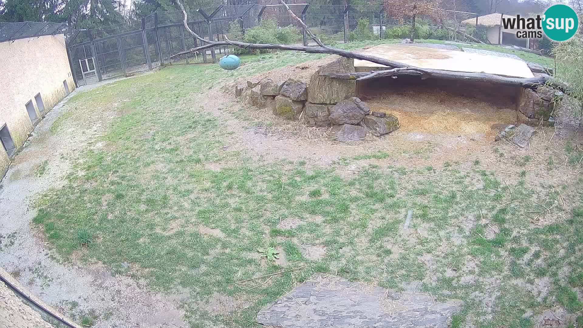 LION live Webcam in Ljubljana Zoo – Slovenia