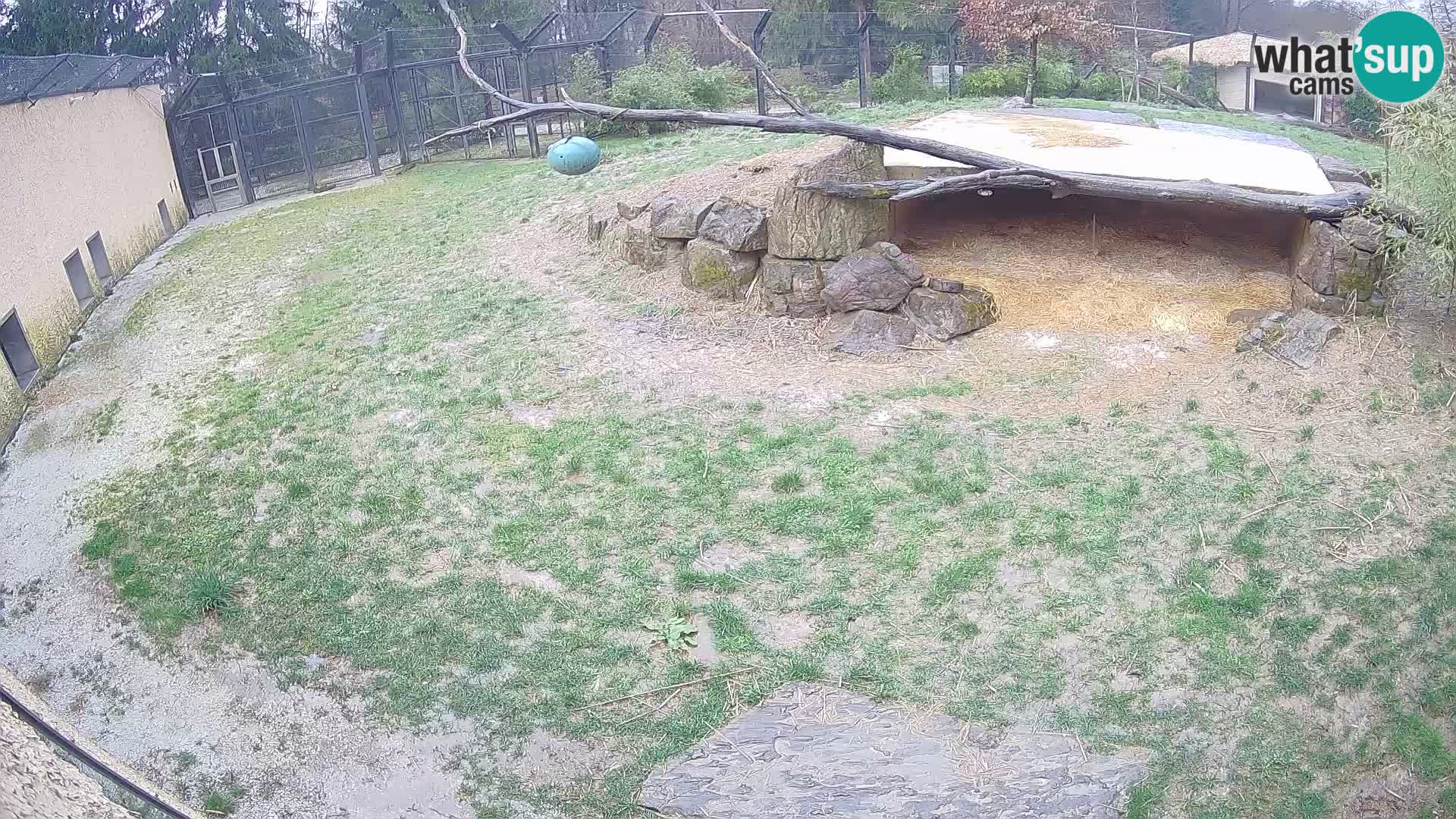 Löwe live Webcam im Zoo von Ljubljana – Slowenien