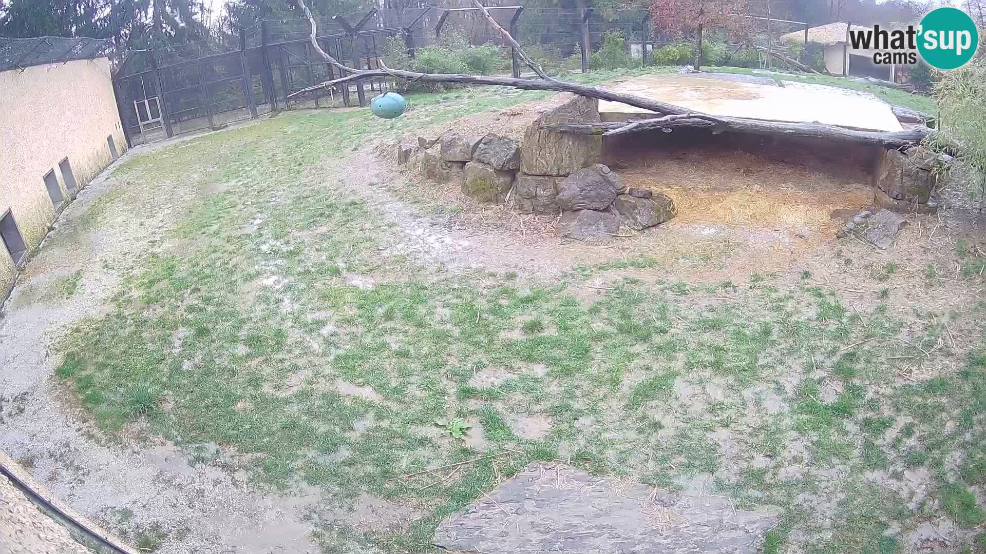 LEONE live Webcam nello zoo di Lubiana – Slovenia