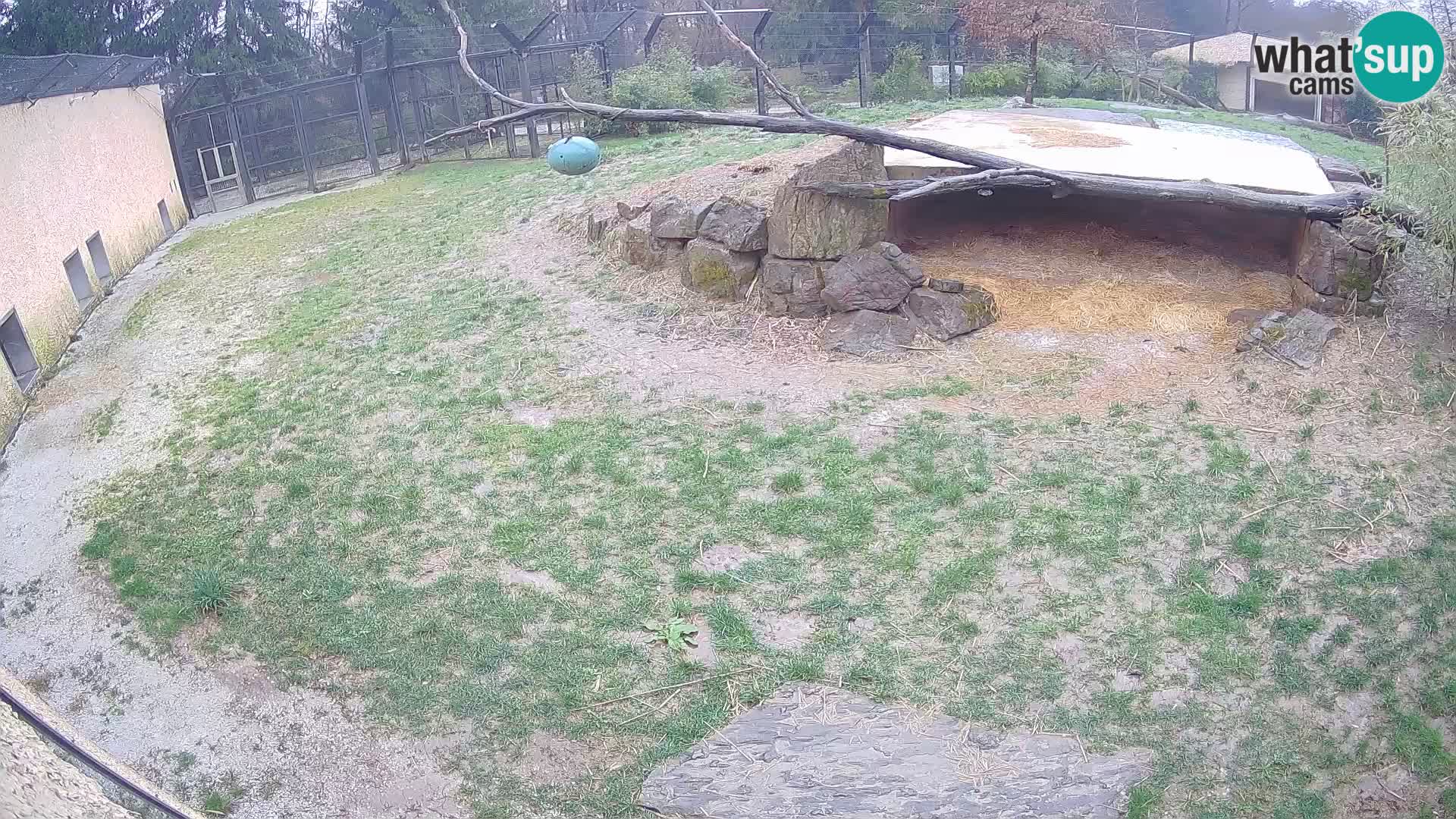 LION webcam en direct du zoo de Ljubljana – Slovénie