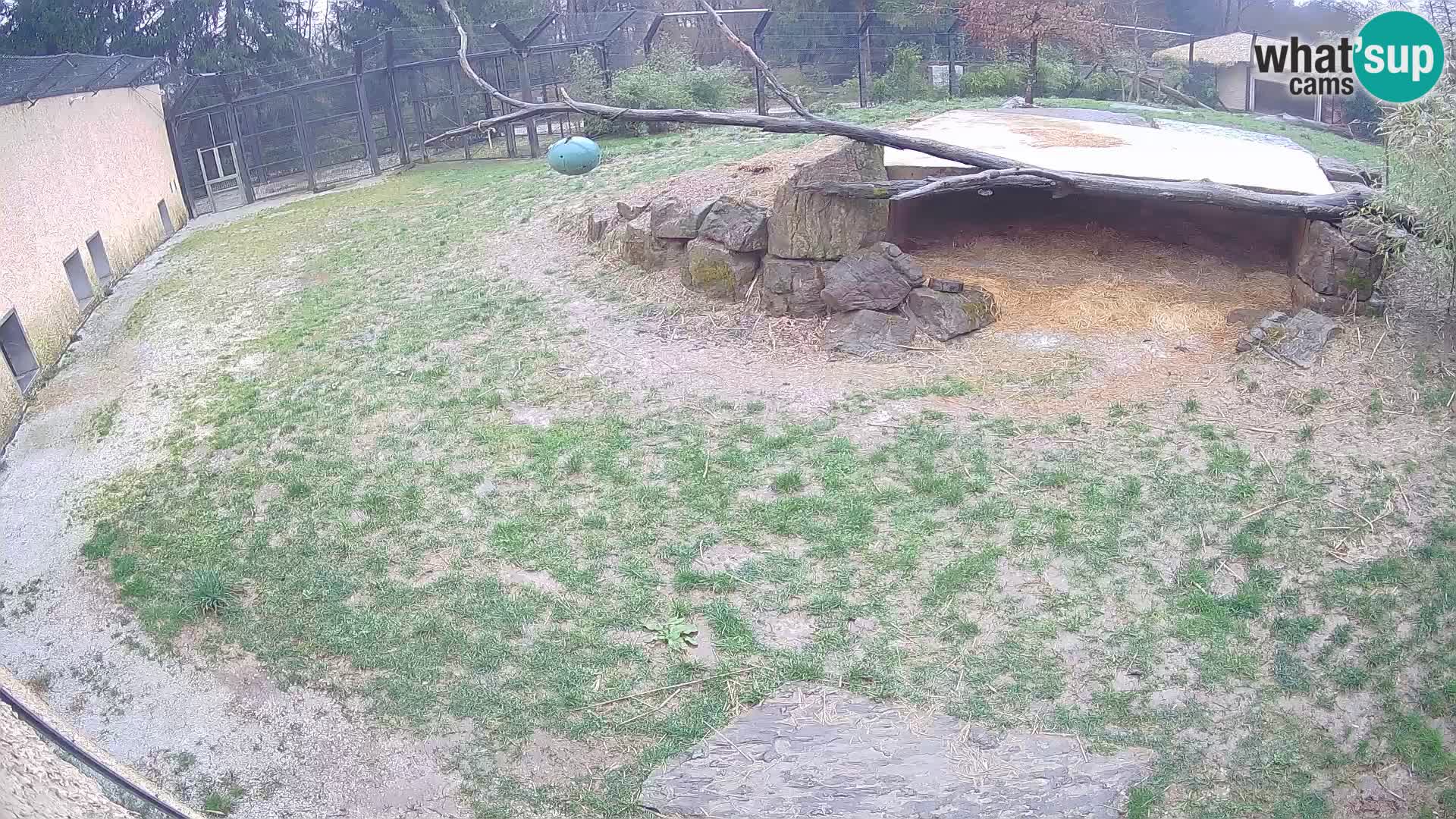 LEONE live Webcam nello zoo di Lubiana – Slovenia