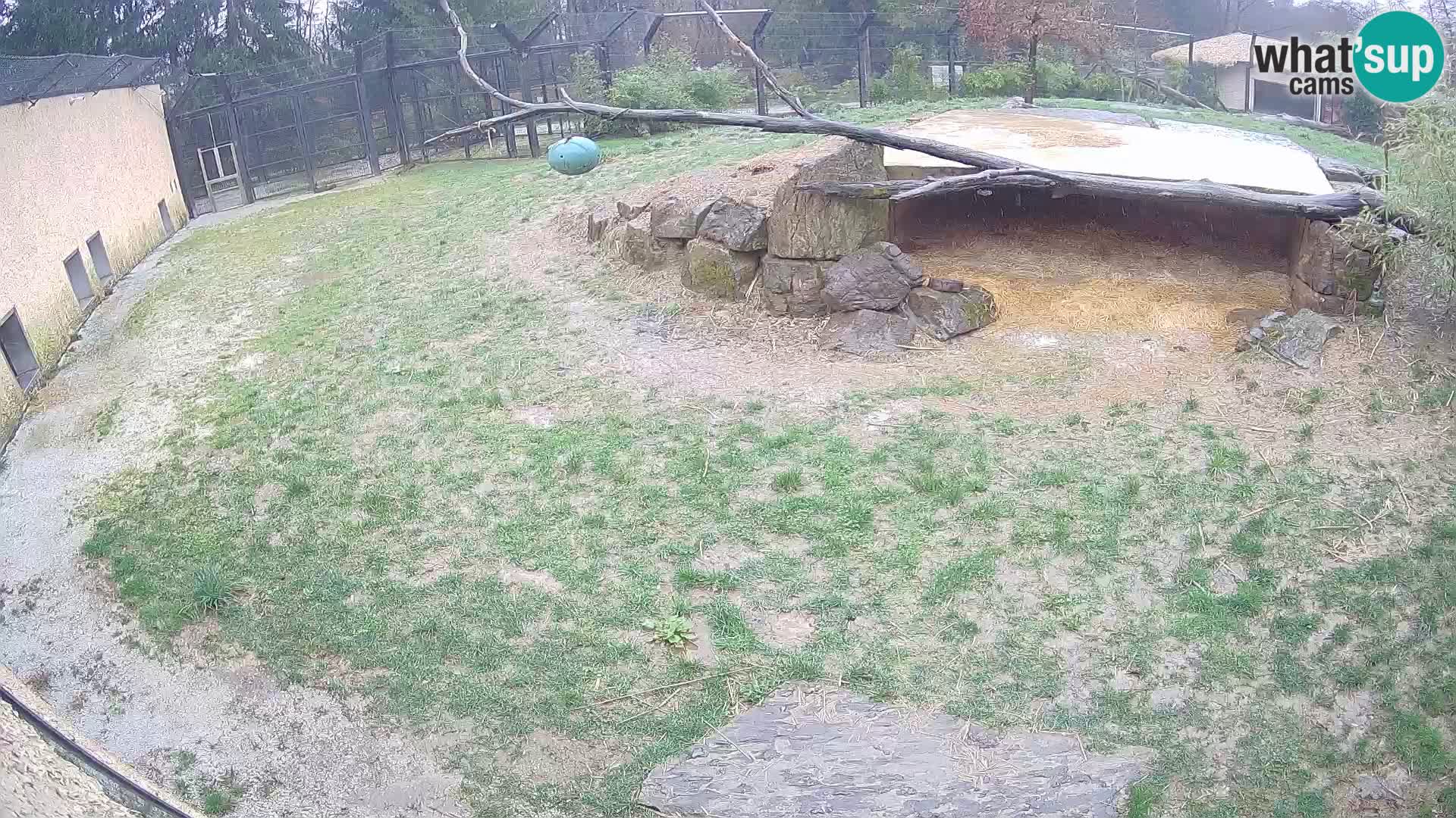 LION live Webcam in Ljubljana Zoo – Slovenia