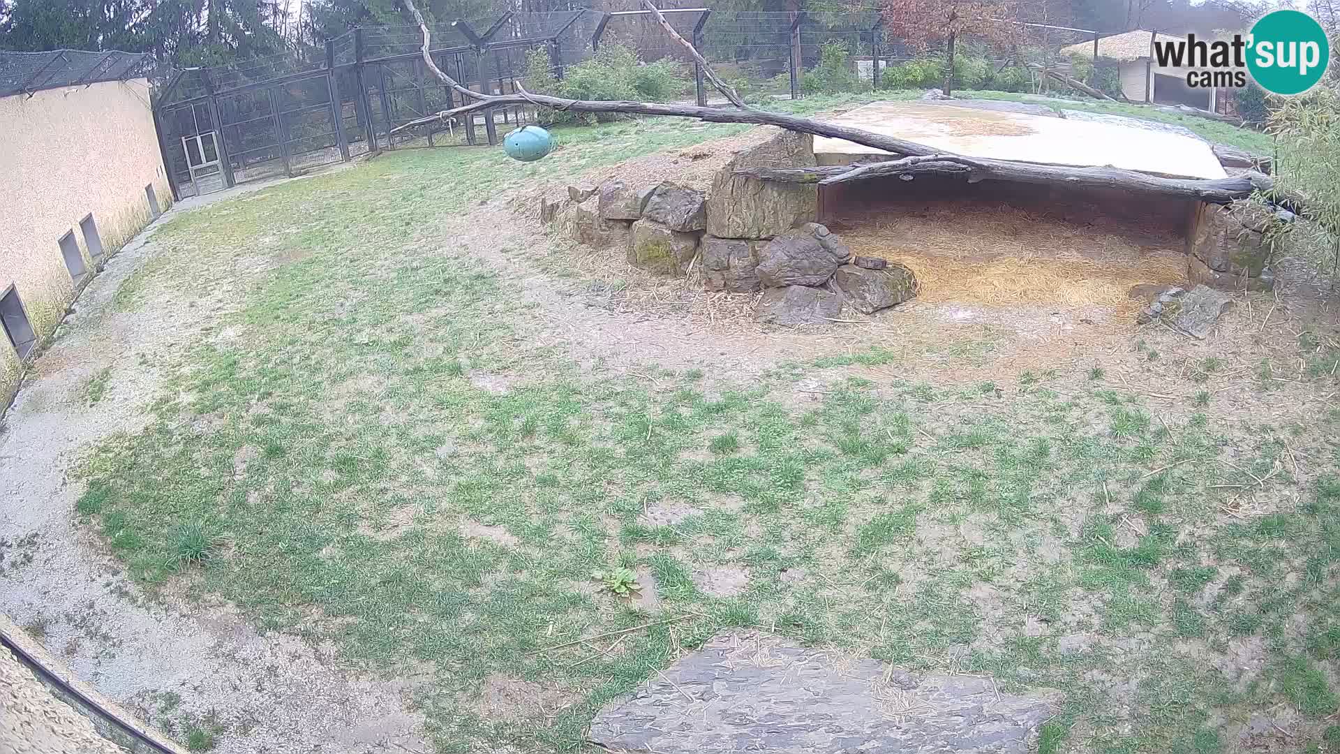 LEONE live Webcam nello zoo di Lubiana – Slovenia