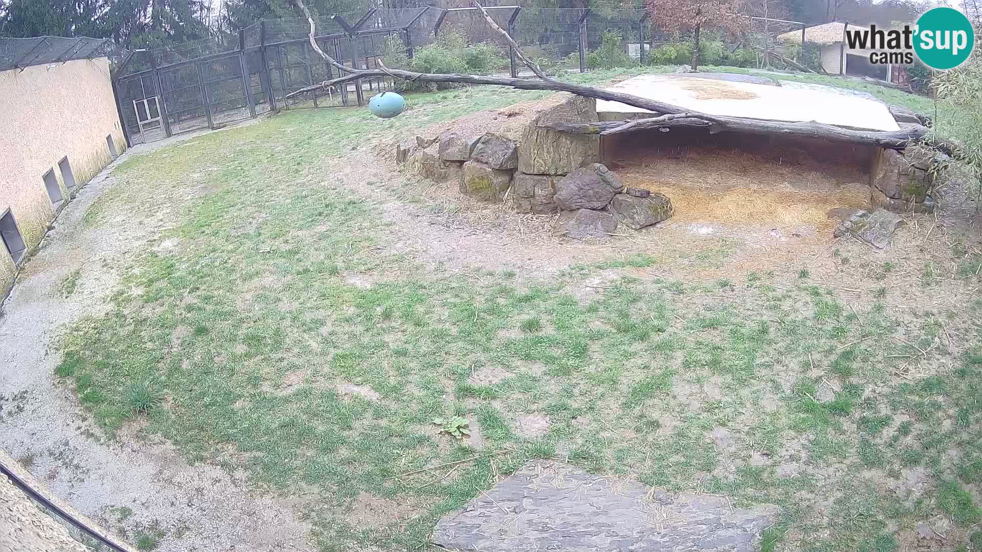 LEVI spletna kamera v živalskem vrtu Ljubljana Zoo