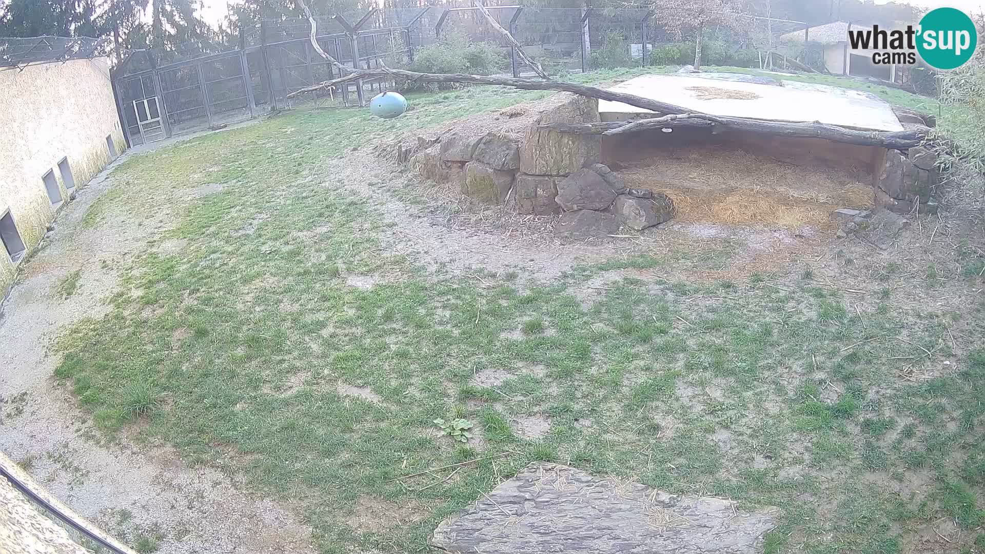 LION live Webcam in Ljubljana Zoo – Slovenia