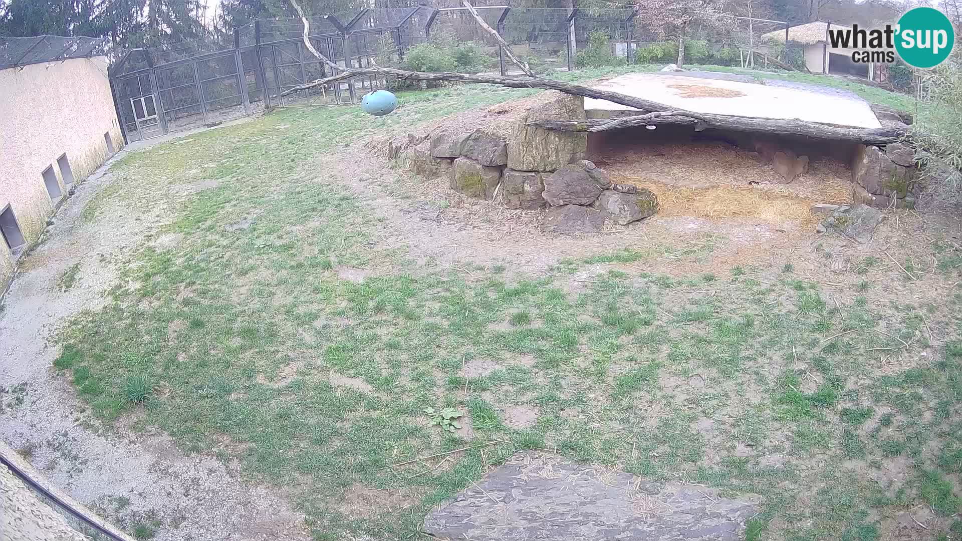 LION live Webcam in Ljubljana Zoo – Slovenia