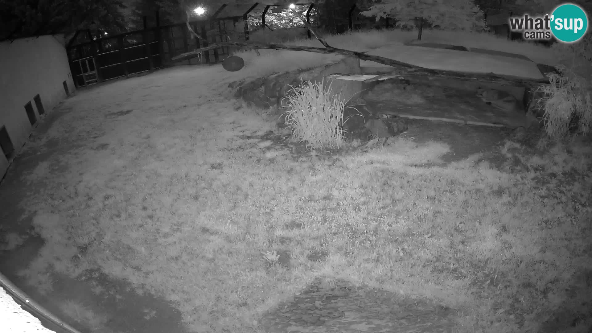 LION live Webcam in Ljubljana Zoo – Slovenia