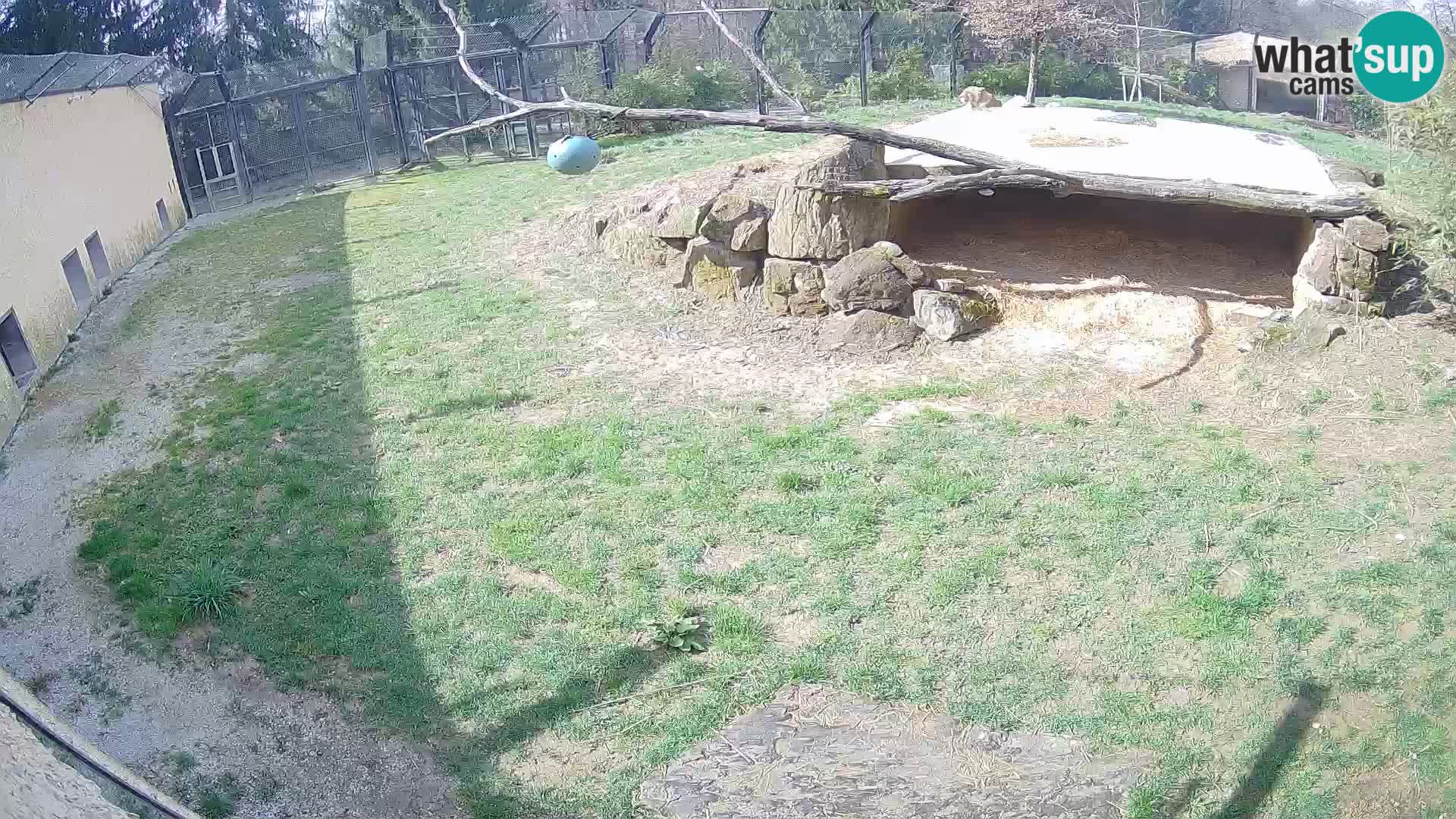 LION webcam en direct du zoo de Ljubljana – Slovénie