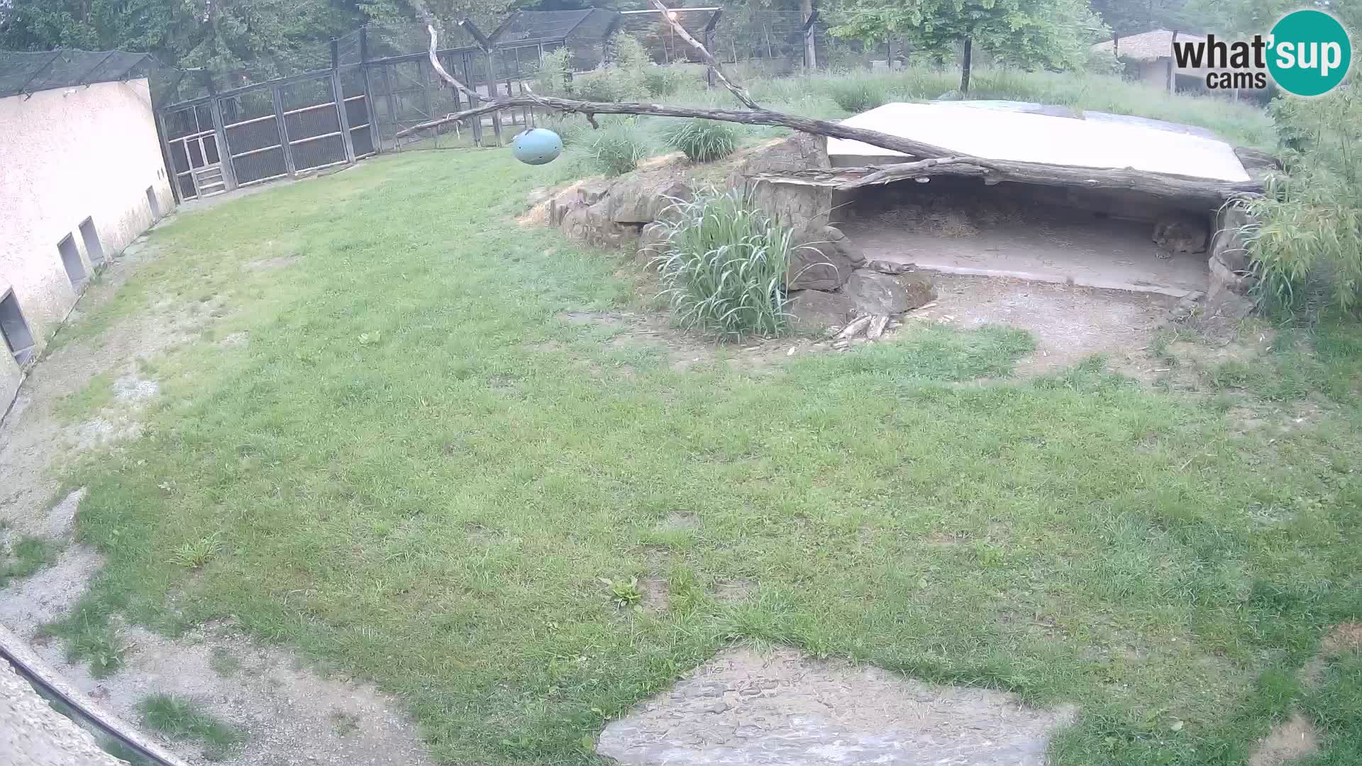 LEVI spletna kamera v živalskem vrtu Ljubljana Zoo