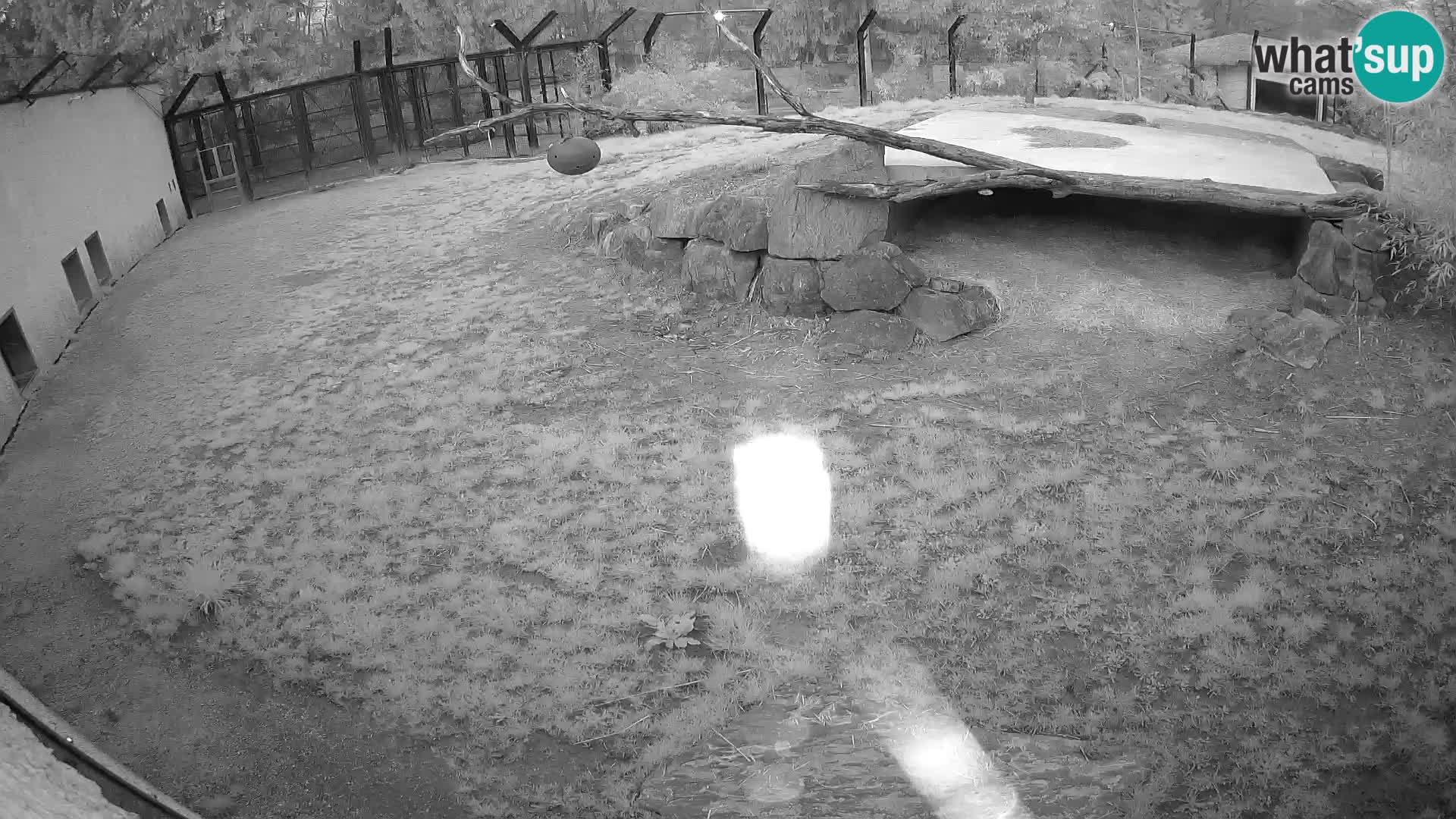 LION webcam en direct du zoo de Ljubljana – Slovénie