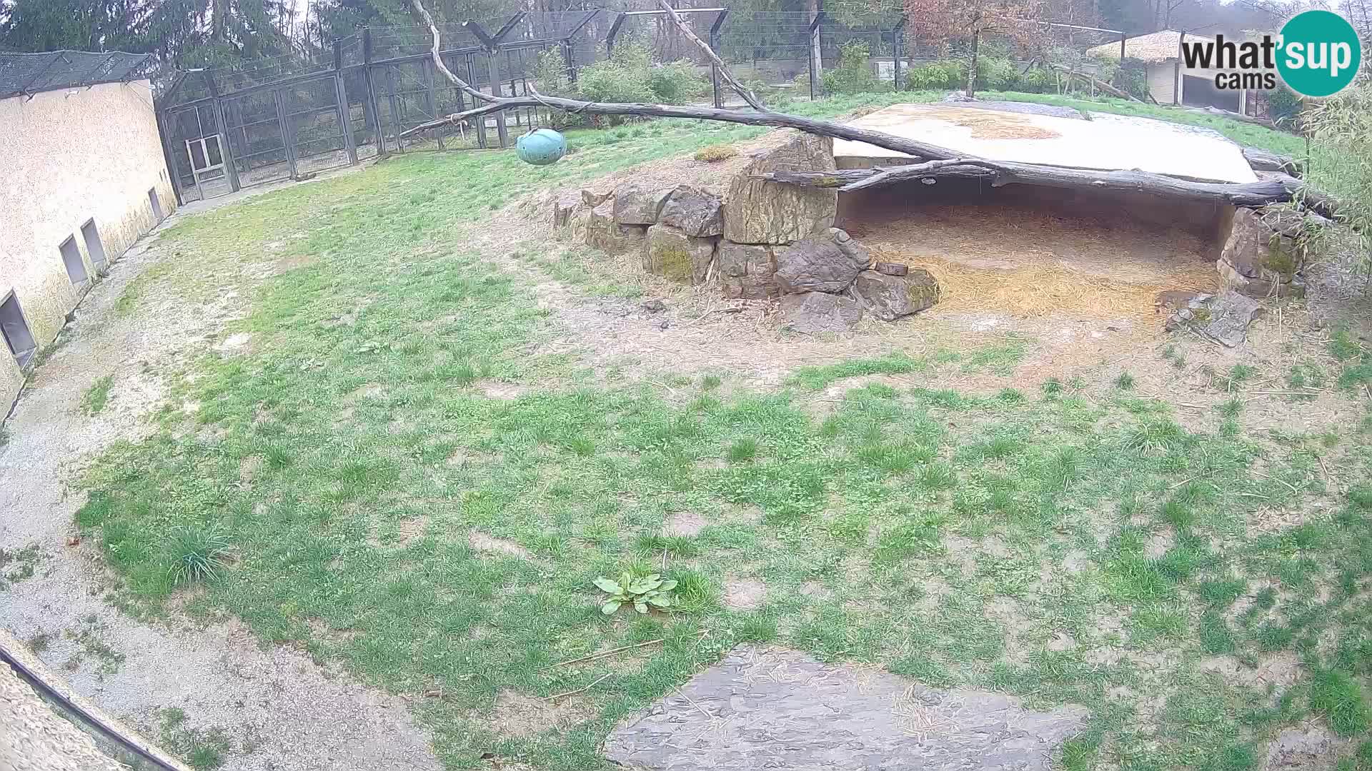 LEONE live Webcam nello zoo di Lubiana – Slovenia