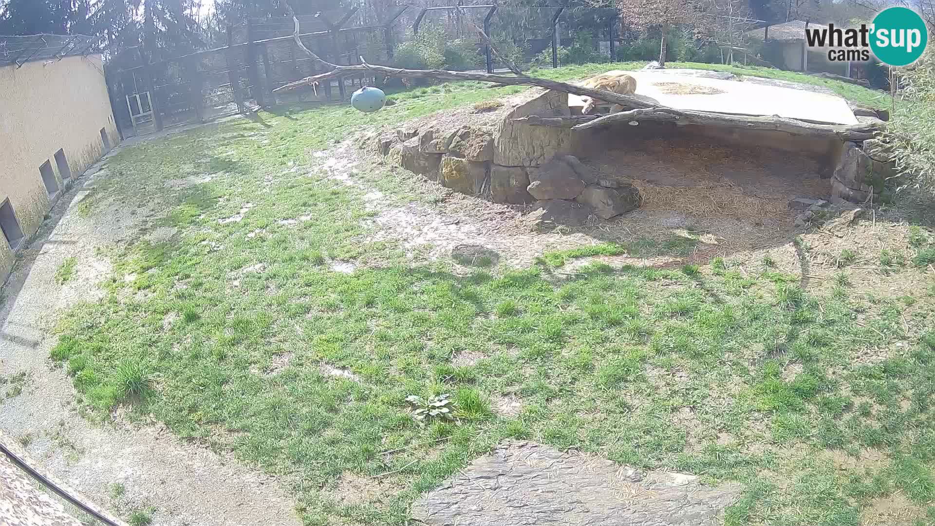 LION webcam en direct du zoo de Ljubljana – Slovénie