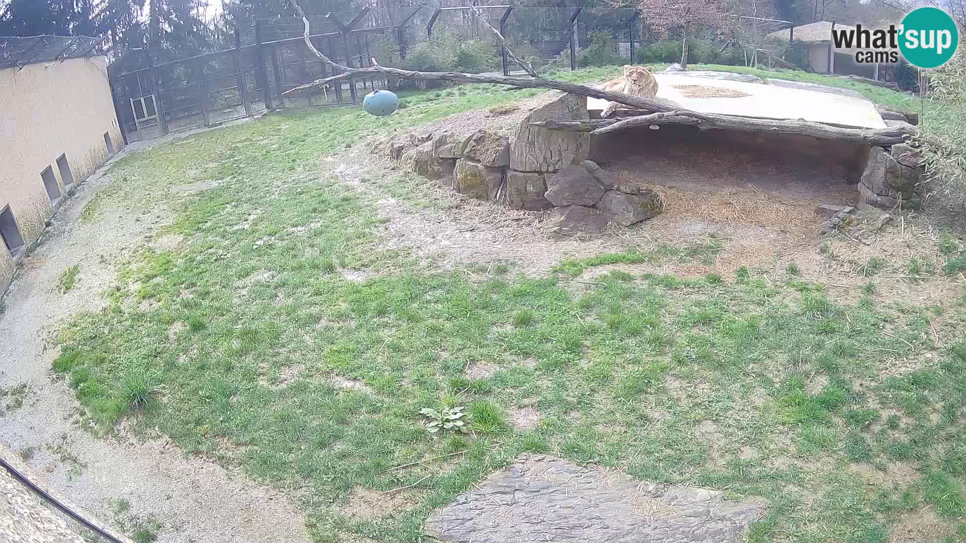 LEON Webcam en vivo en Ljubljana Zoo – Eslovenia