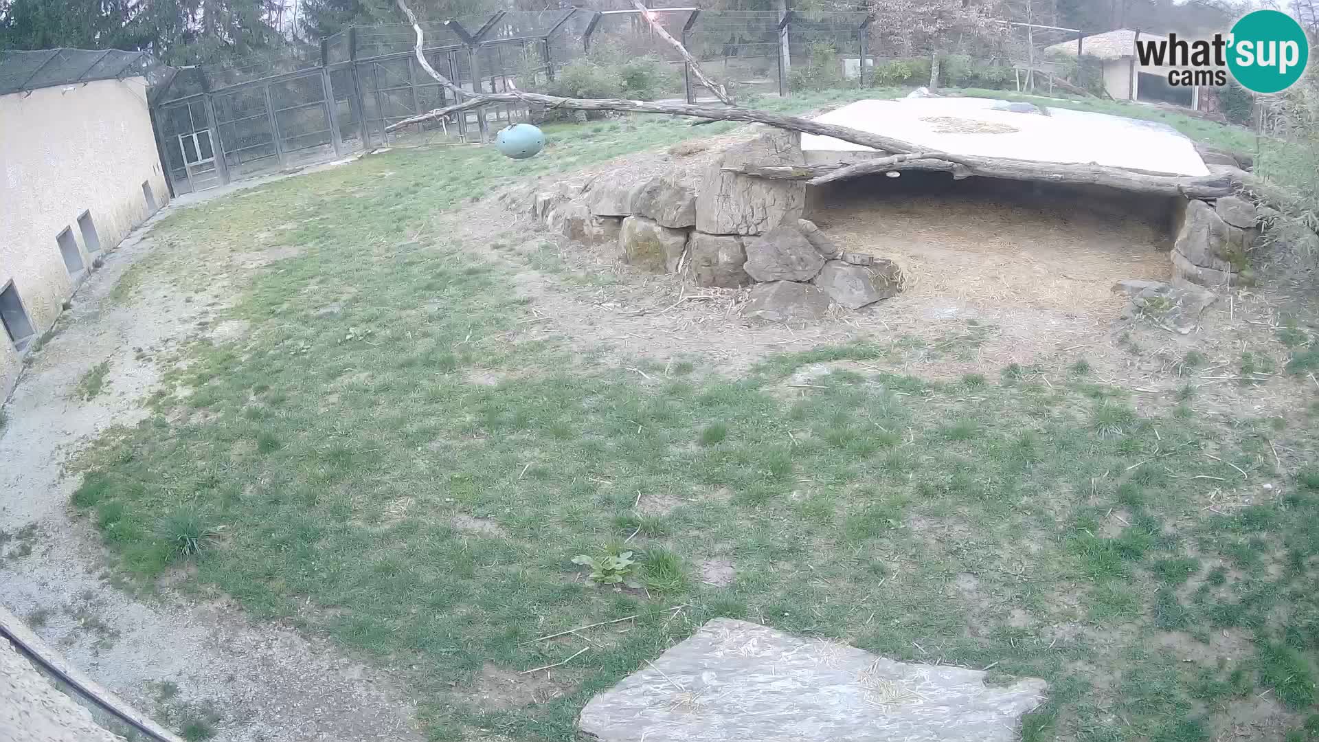 LION webcam en direct du zoo de Ljubljana – Slovénie