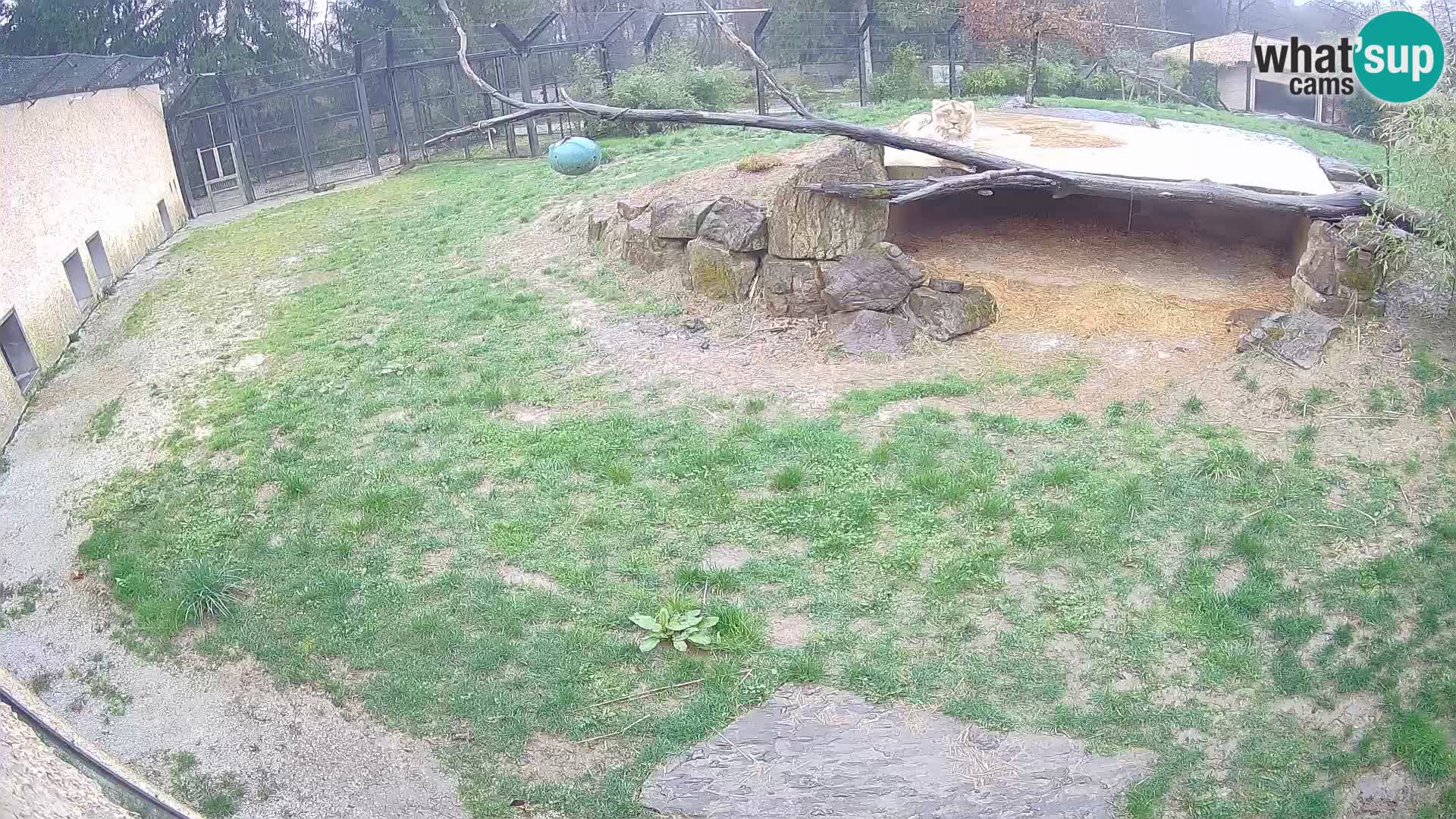 LION webcam en direct du zoo de Ljubljana – Slovénie