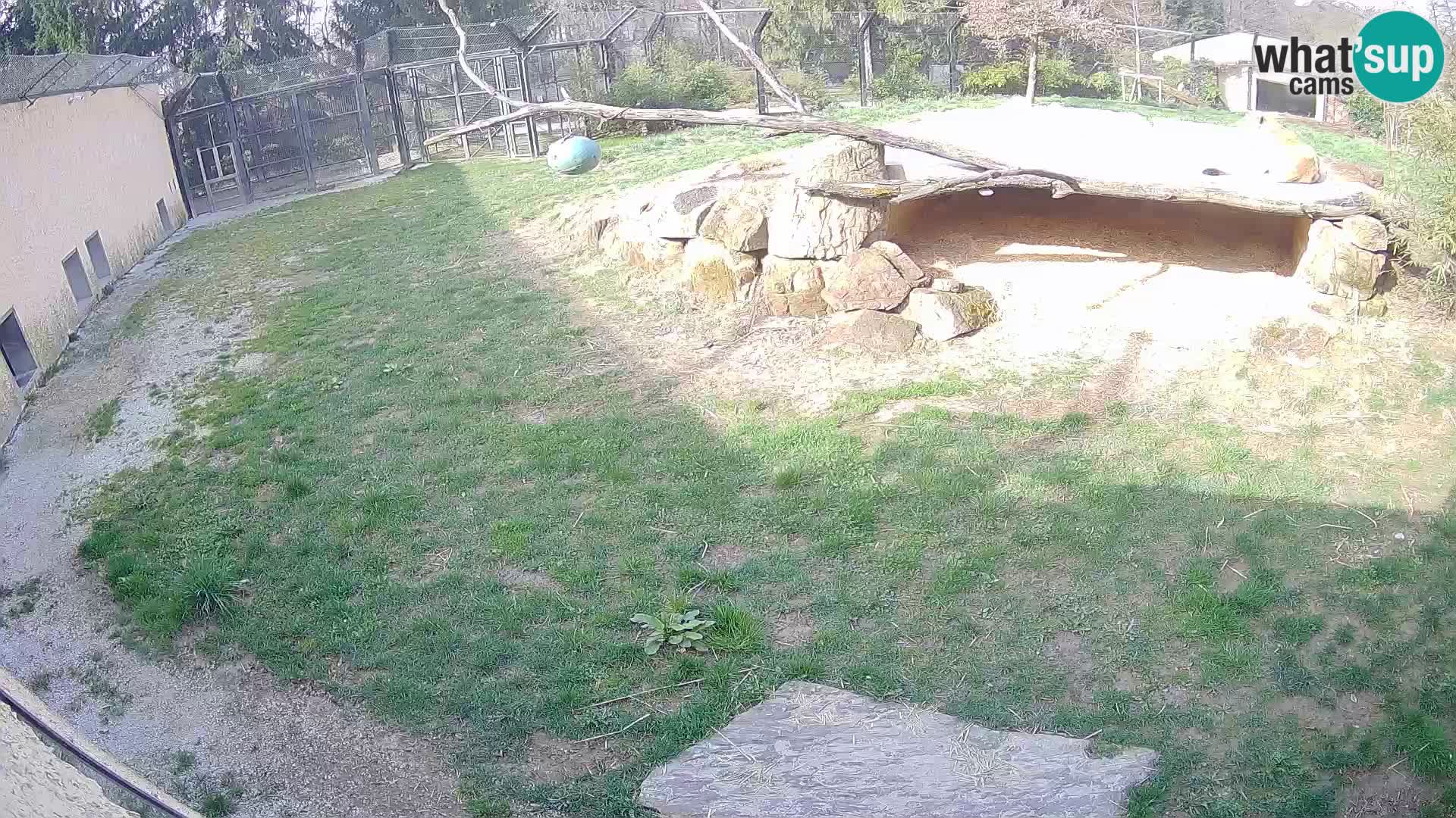 LEON Webcam en vivo en Ljubljana Zoo – Eslovenia