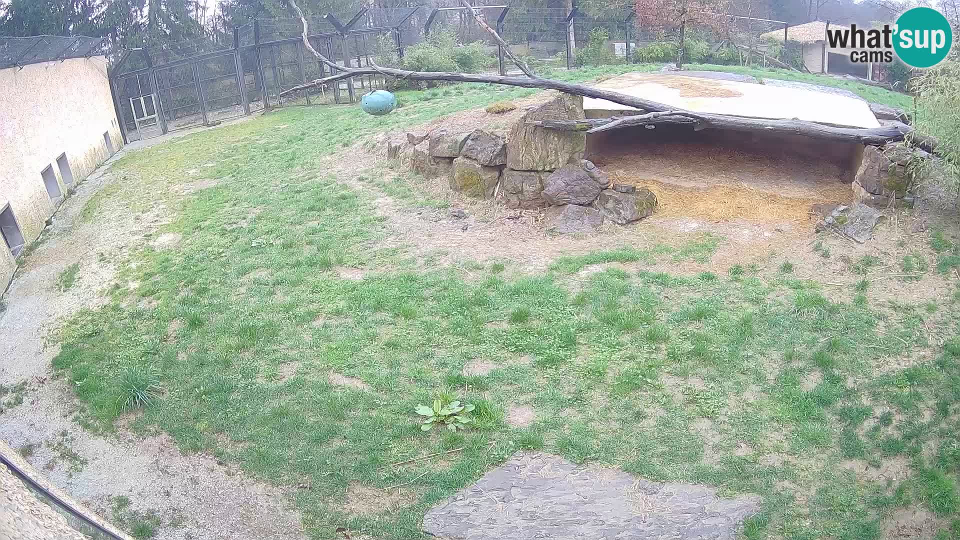 LEONE live Webcam nello zoo di Lubiana – Slovenia