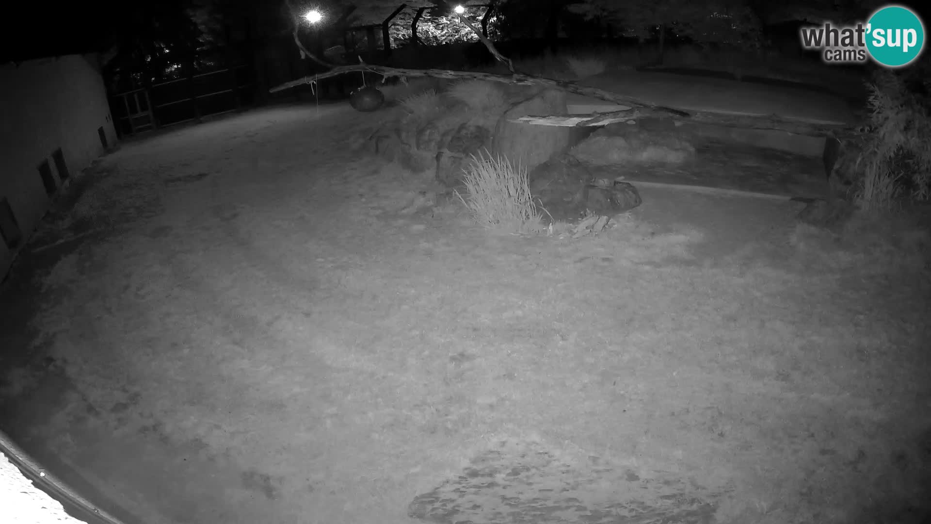 LEONE live Webcam nello zoo di Lubiana – Slovenia