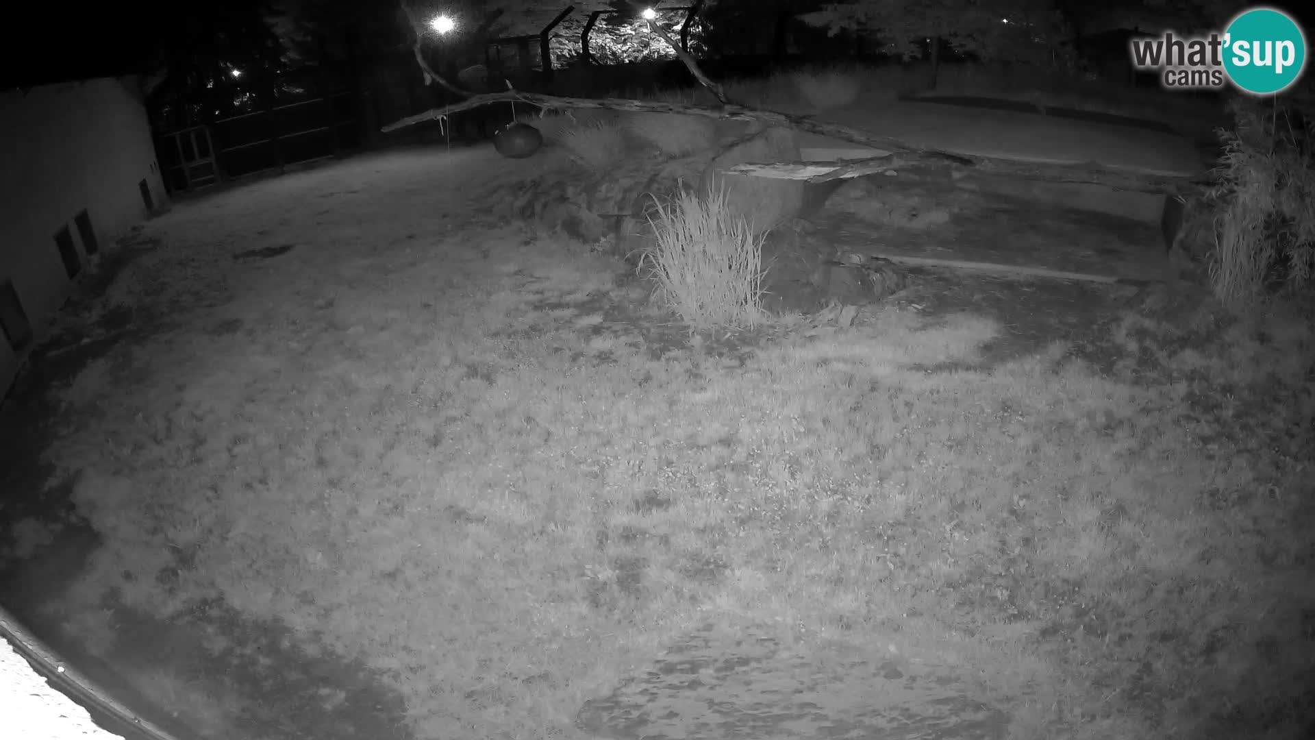 Löwe live Webcam im Zoo von Ljubljana – Slowenien