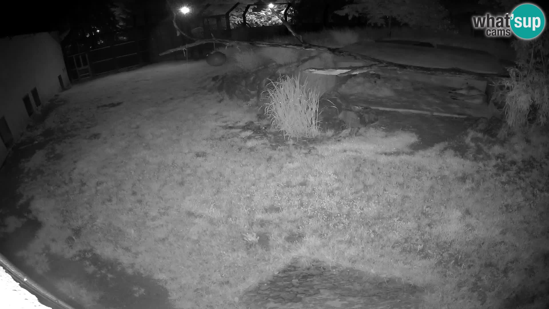 LION live Webcam in Ljubljana Zoo – Slovenia