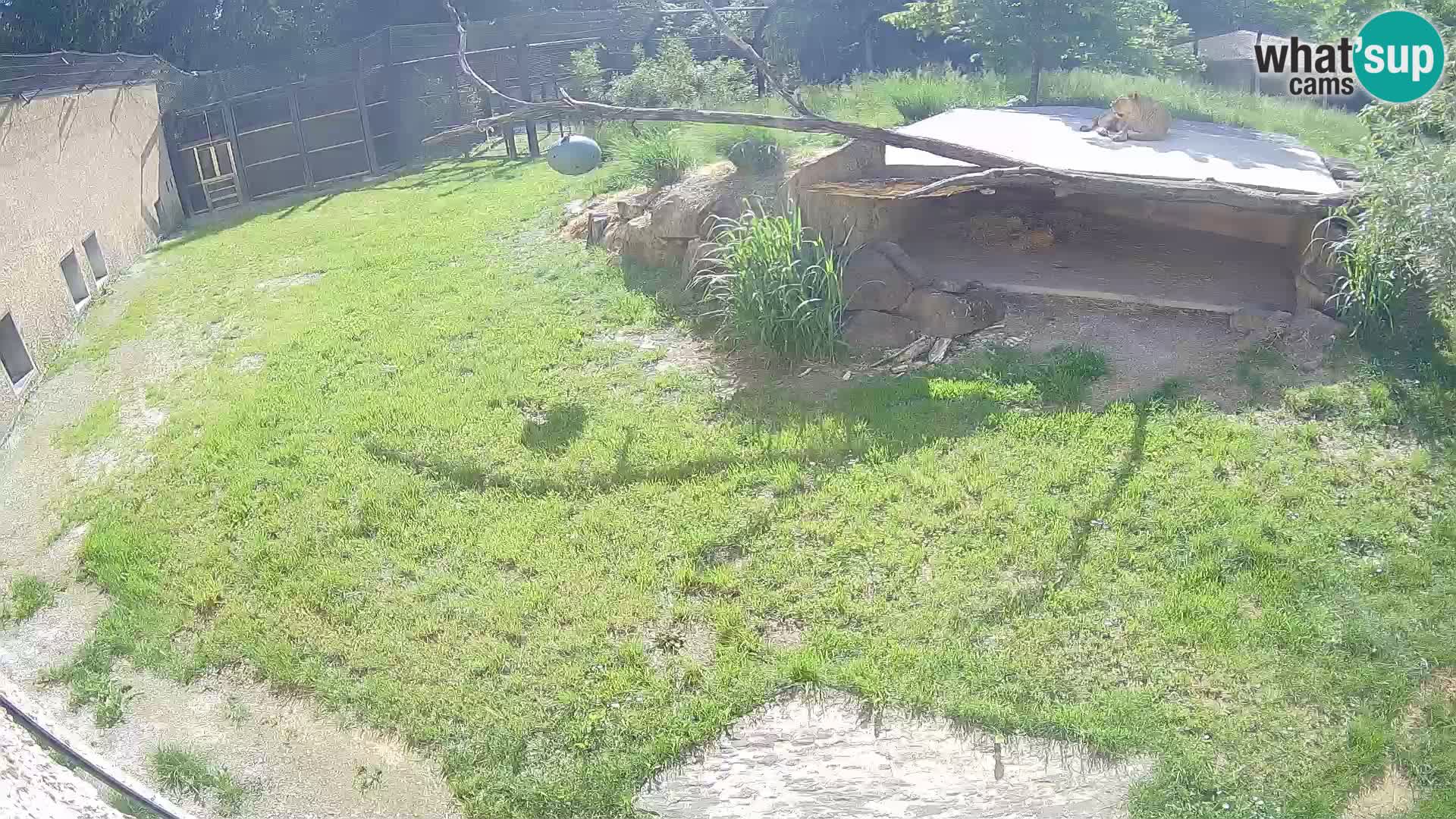 LION live Webcam in Ljubljana Zoo – Slovenia