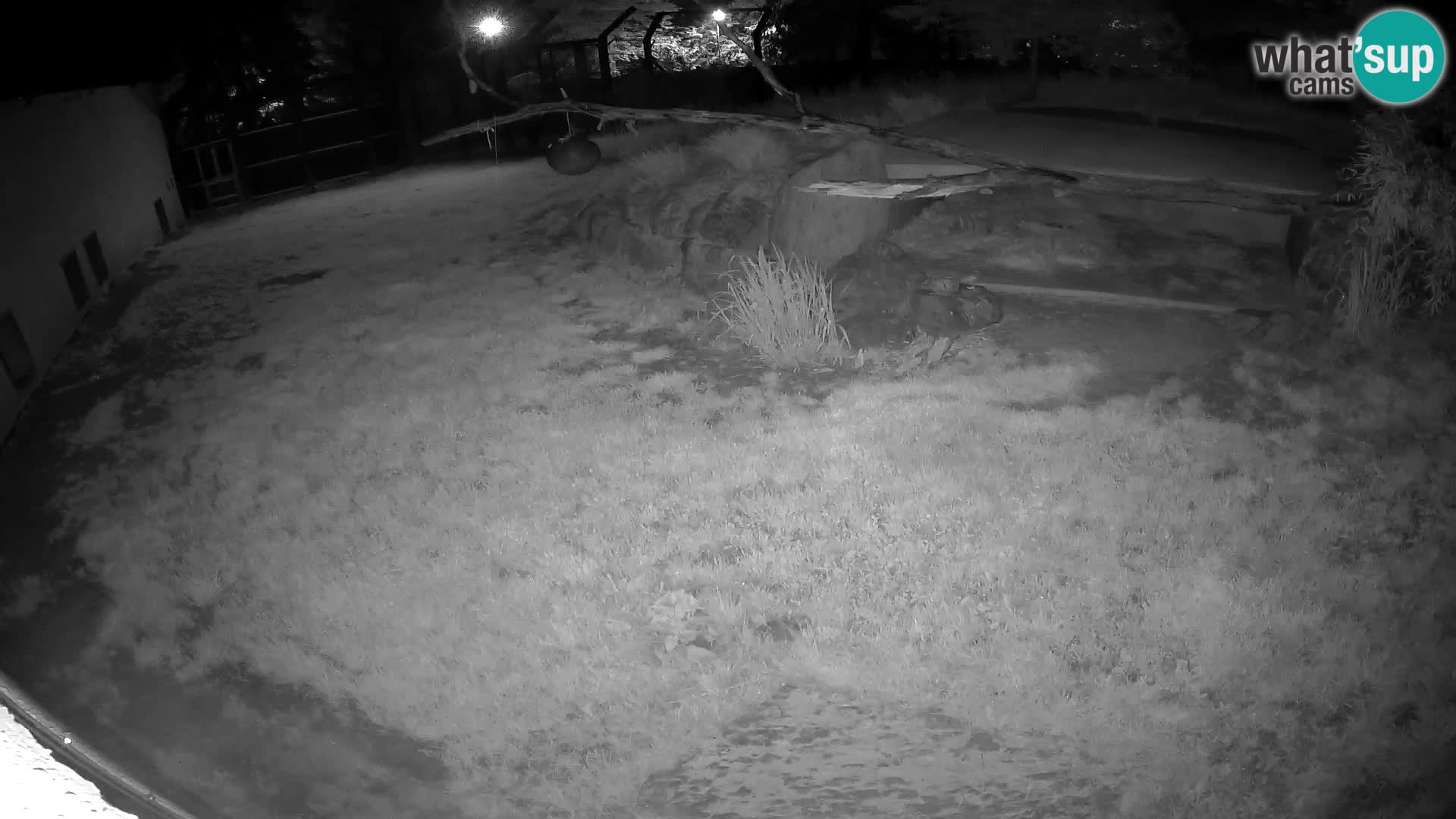 LION webcam en direct du zoo de Ljubljana – Slovénie