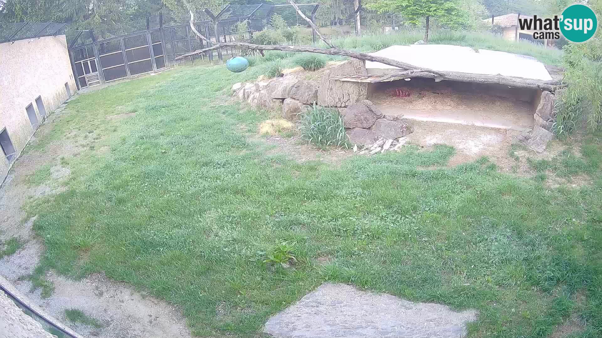 Löwe live Webcam im Zoo von Ljubljana – Slowenien