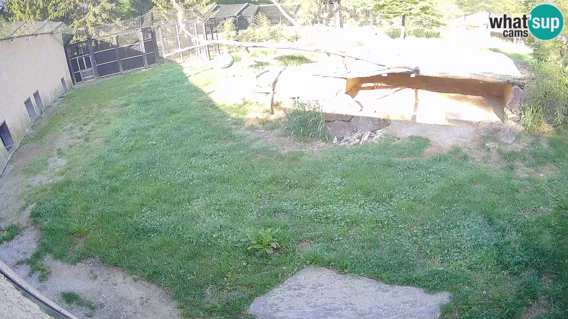 LION live Webcam in Ljubljana Zoo – Slovenia
