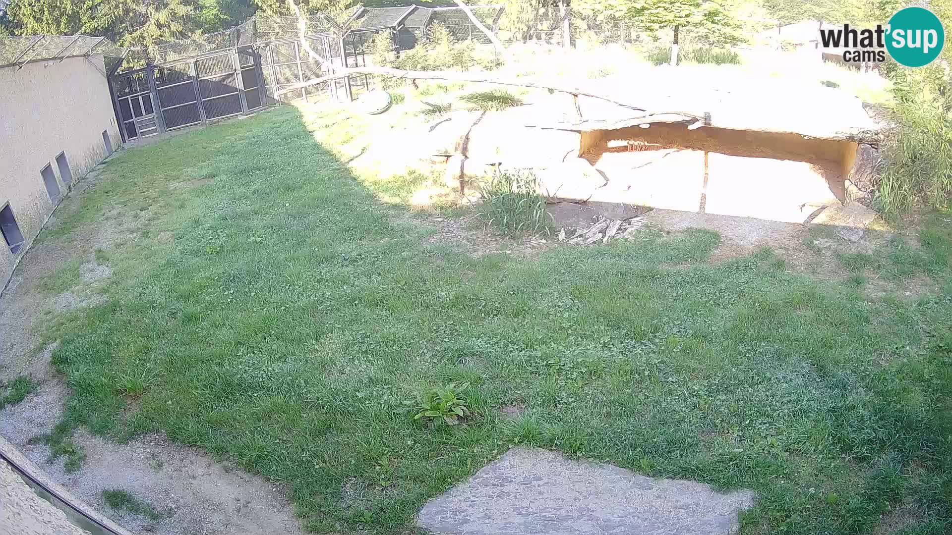 LION webcam en direct du zoo de Ljubljana – Slovénie