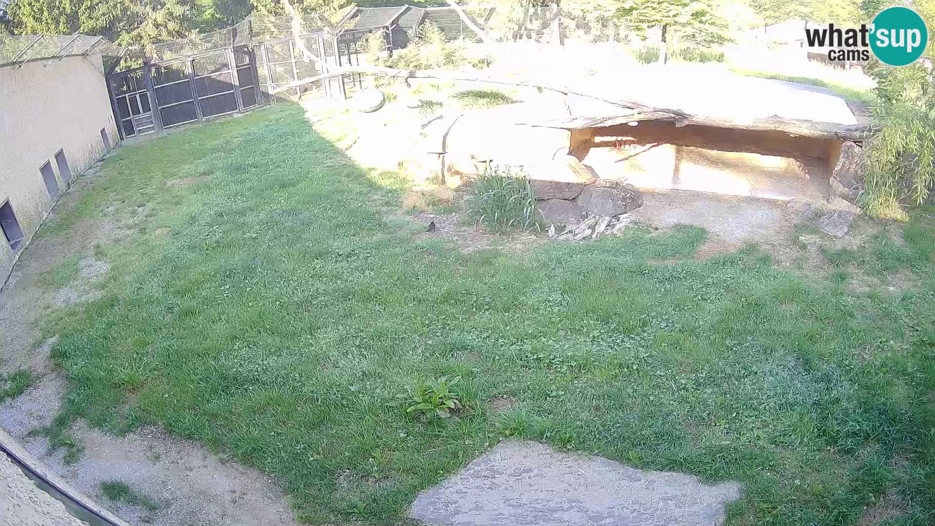 LEON Webcam en vivo en Ljubljana Zoo – Eslovenia