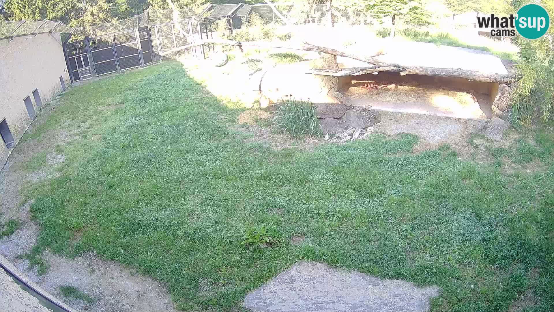 LION live Webcam in Ljubljana Zoo – Slovenia