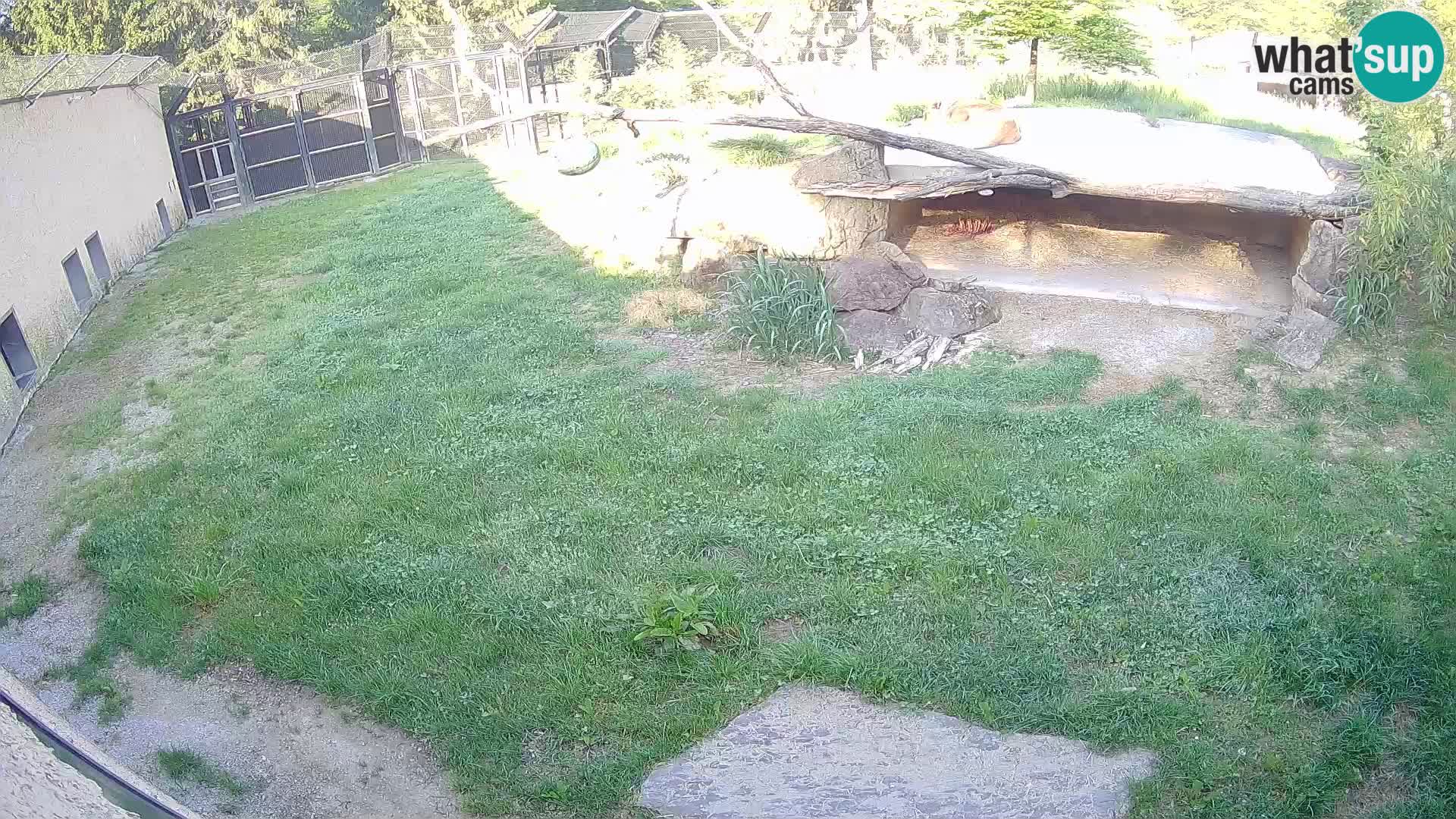 LION live Webcam in Ljubljana Zoo – Slovenia