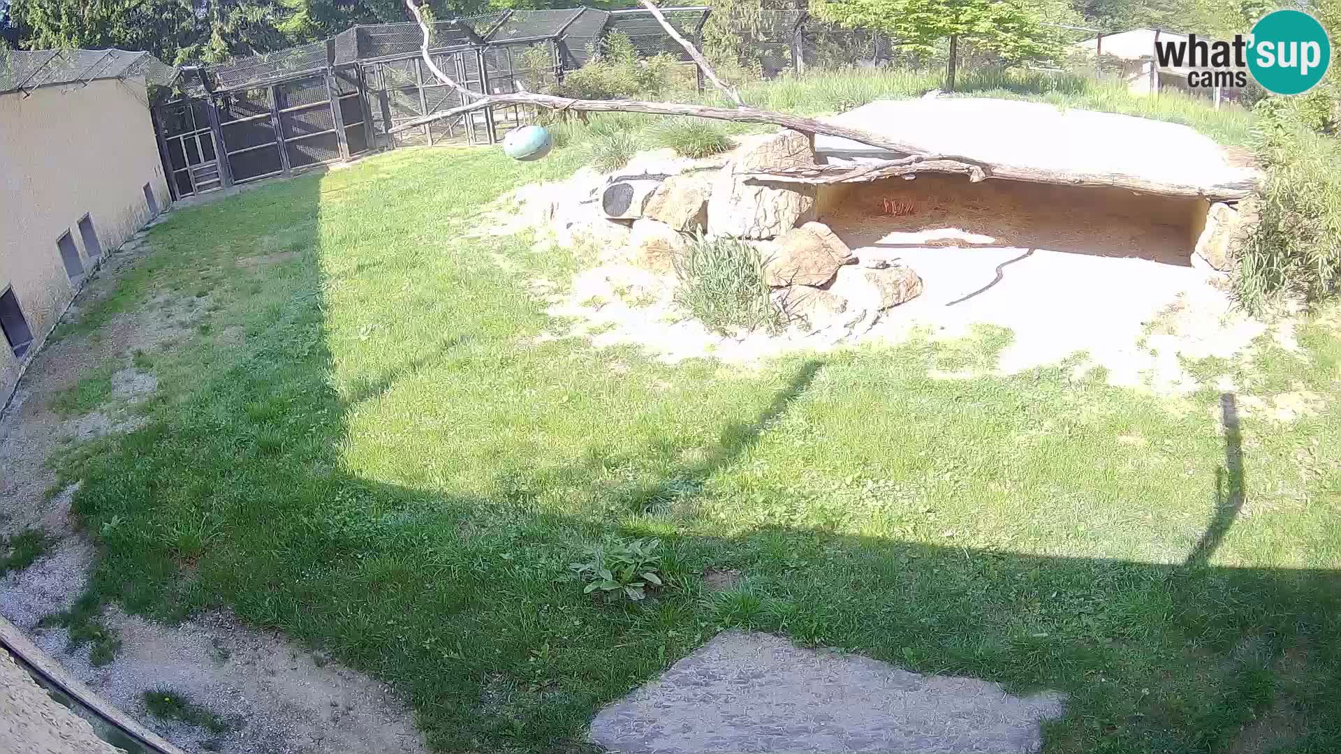 LION live Webcam in Ljubljana Zoo – Slovenia