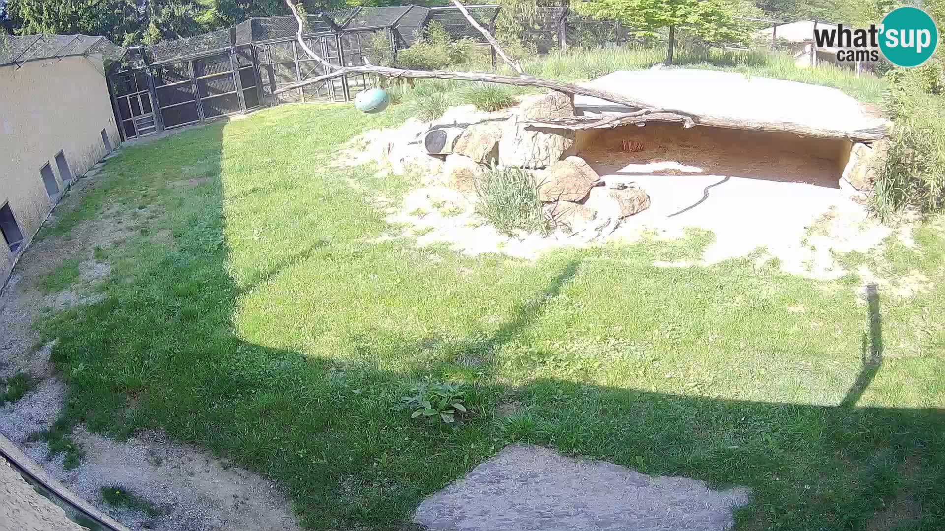 LION live Webcam in Ljubljana Zoo – Slovenia