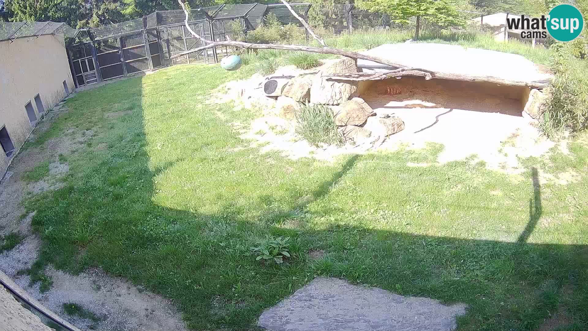 LION live Webcam in Ljubljana Zoo – Slovenia