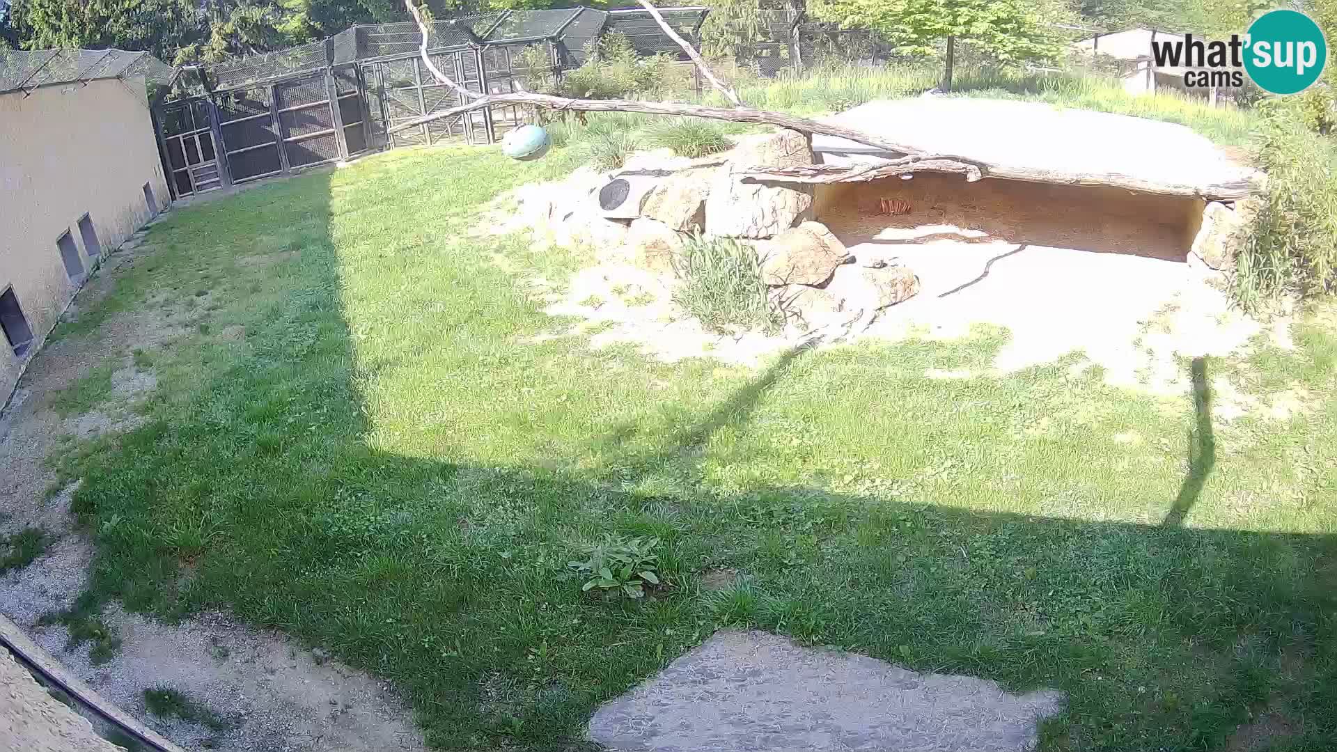Löwe live Webcam im Zoo von Ljubljana – Slowenien