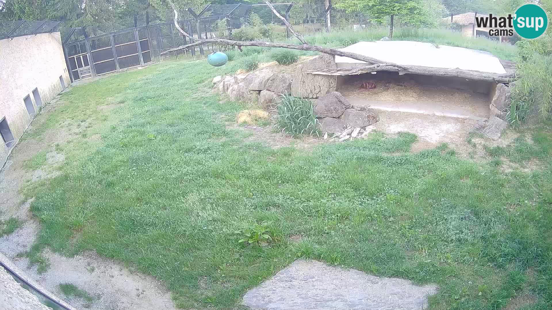 Lavovi web kamera uživo u ljubljanskom zoološkom vrtu – Slovenija