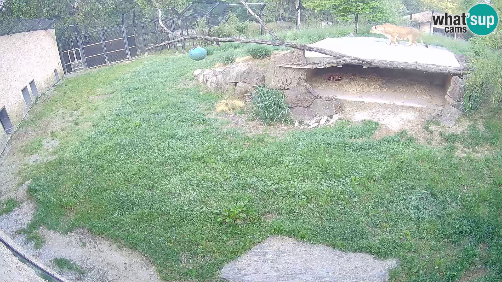 LEON Webcam en vivo en Ljubljana Zoo – Eslovenia