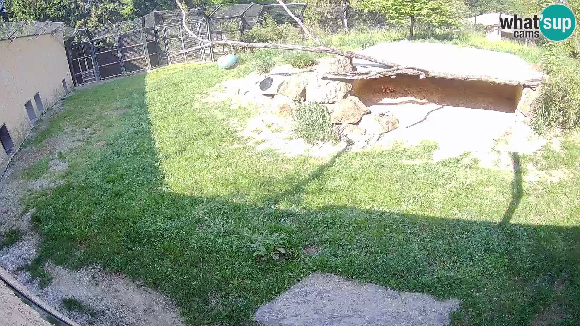 LION live Webcam in Ljubljana Zoo – Slovenia