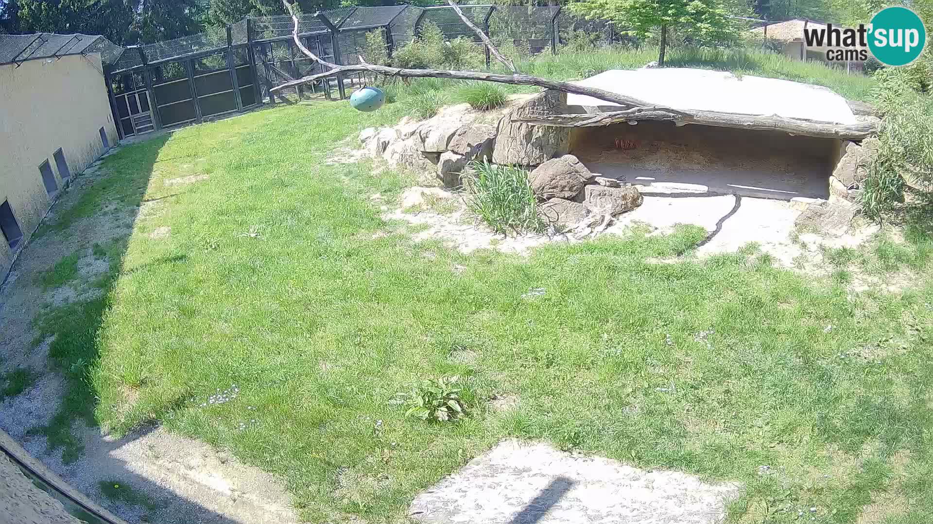 LEVI spletna kamera v živalskem vrtu Ljubljana Zoo
