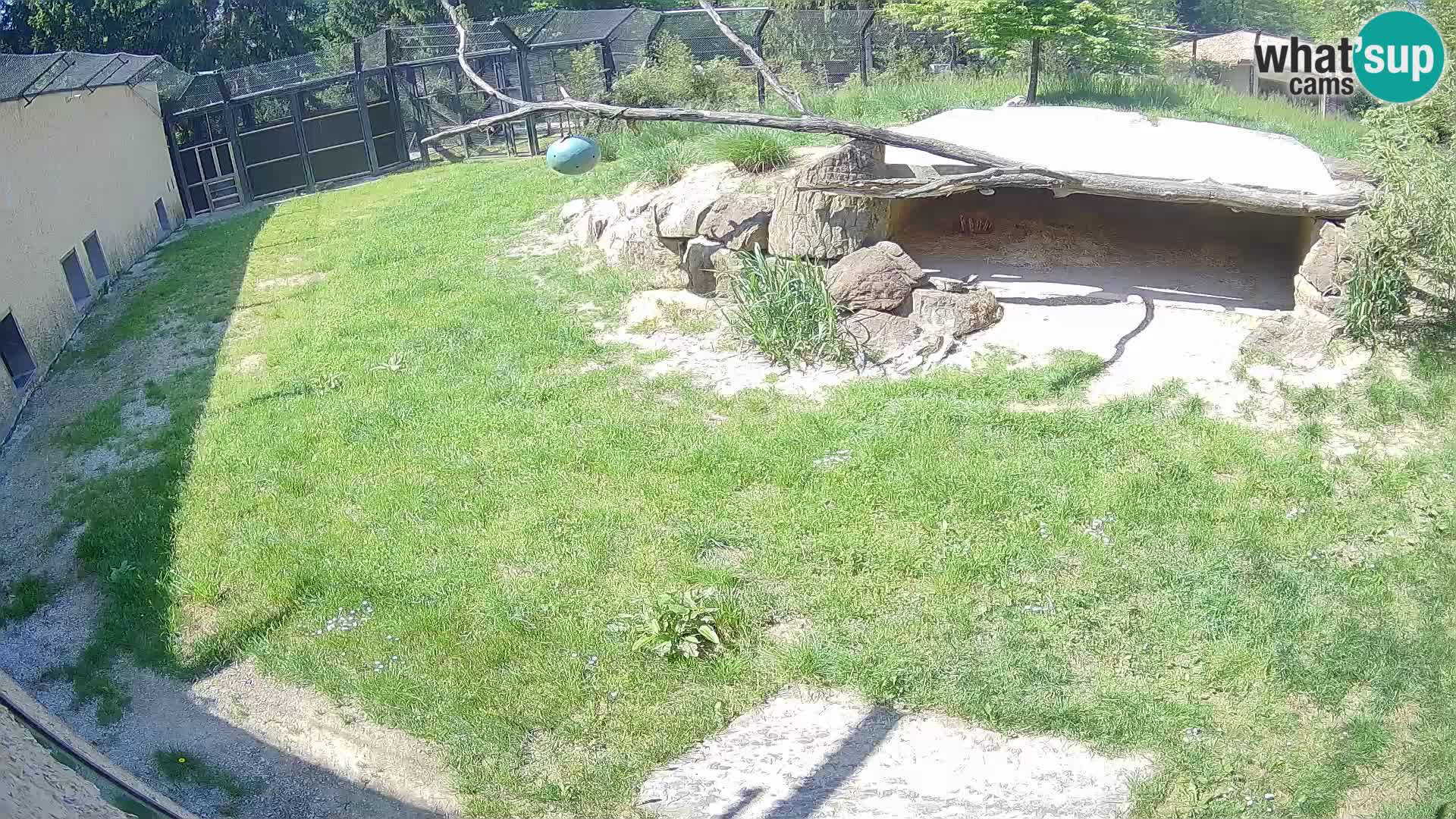 LEVI spletna kamera v živalskem vrtu Ljubljana Zoo
