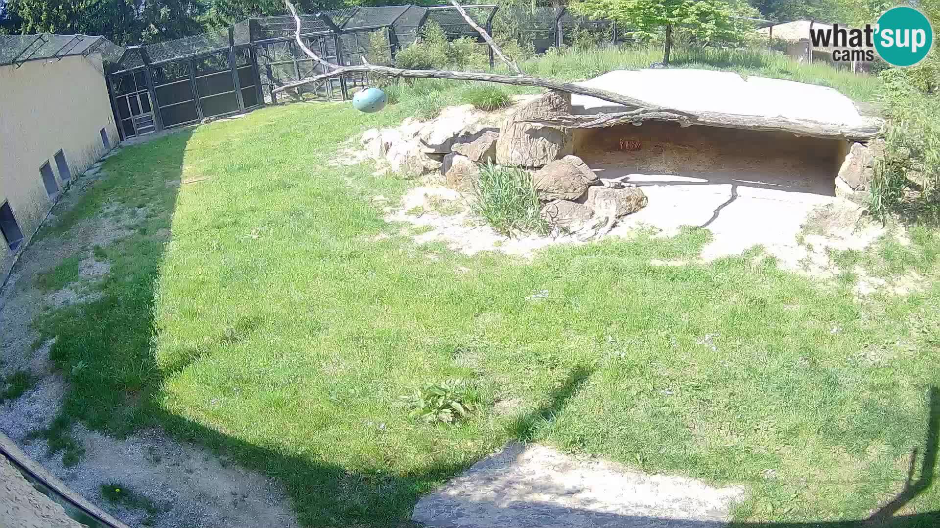 LEVI spletna kamera v živalskem vrtu Ljubljana Zoo