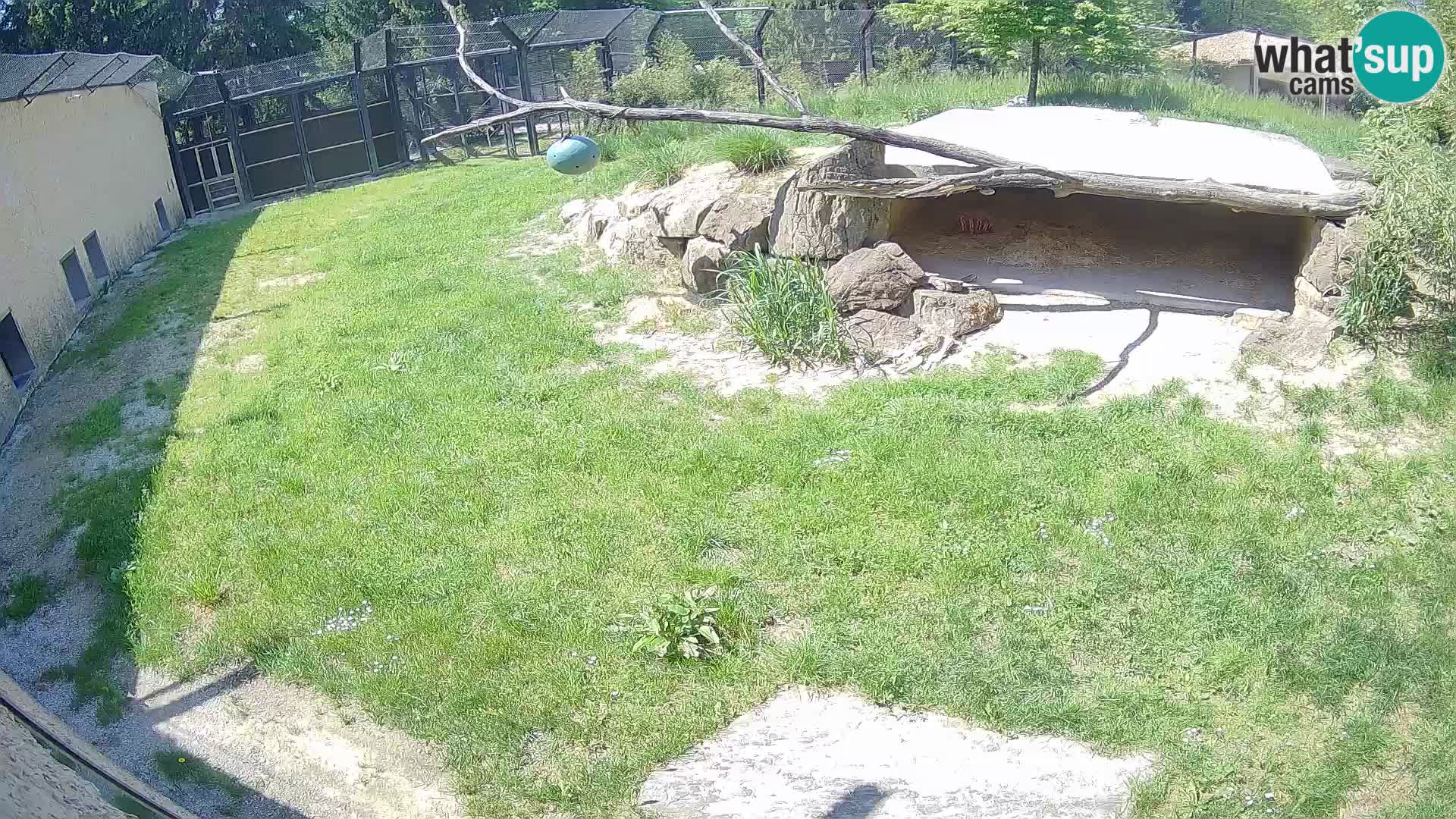 LION live Webcam in Ljubljana Zoo – Slovenia